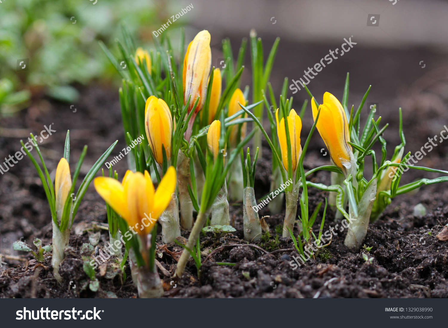 Yellow crocus flowers naturally growing in early spring #1329038990