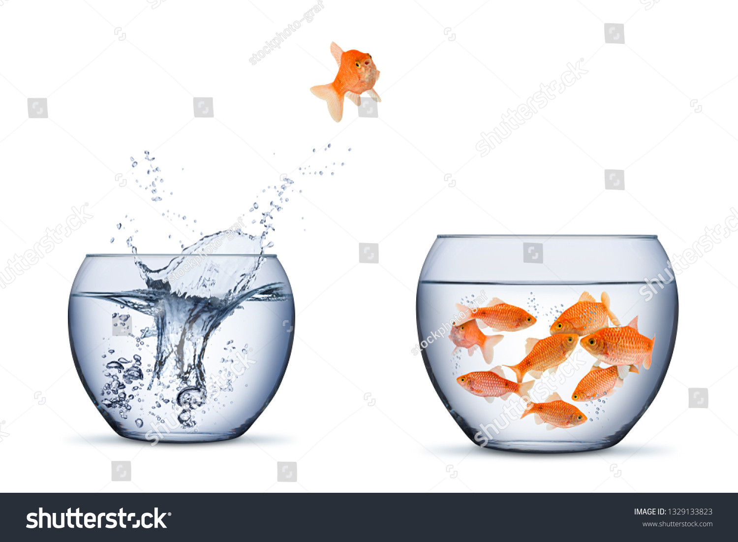 gold fish change move retrun separartion family teamwork concept jump into other bigger bowl isolated on white background #1329133823