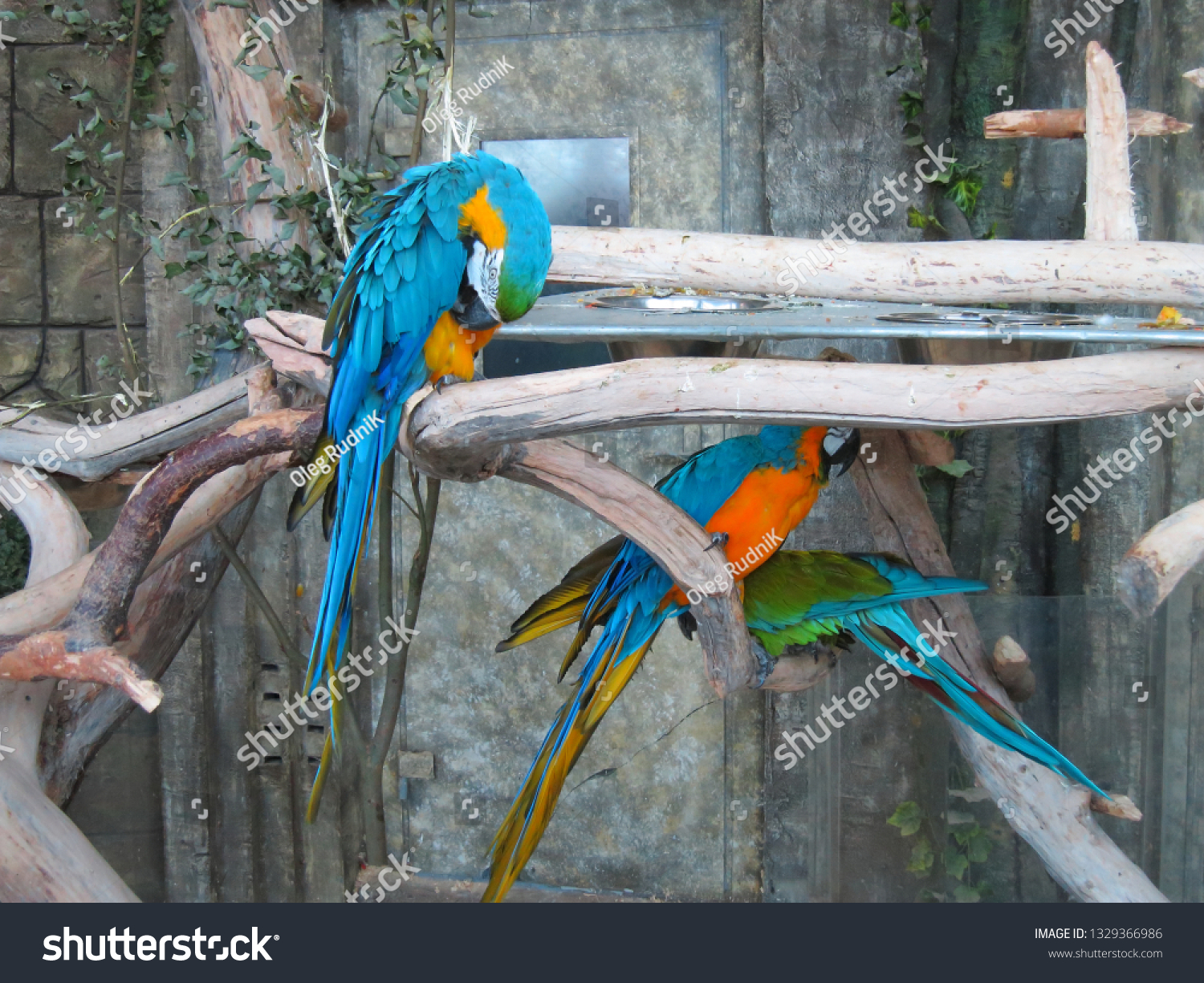 The backdrop of brightly colored macaws in the trees. Wash bright blue parrot feathers #1329366986
