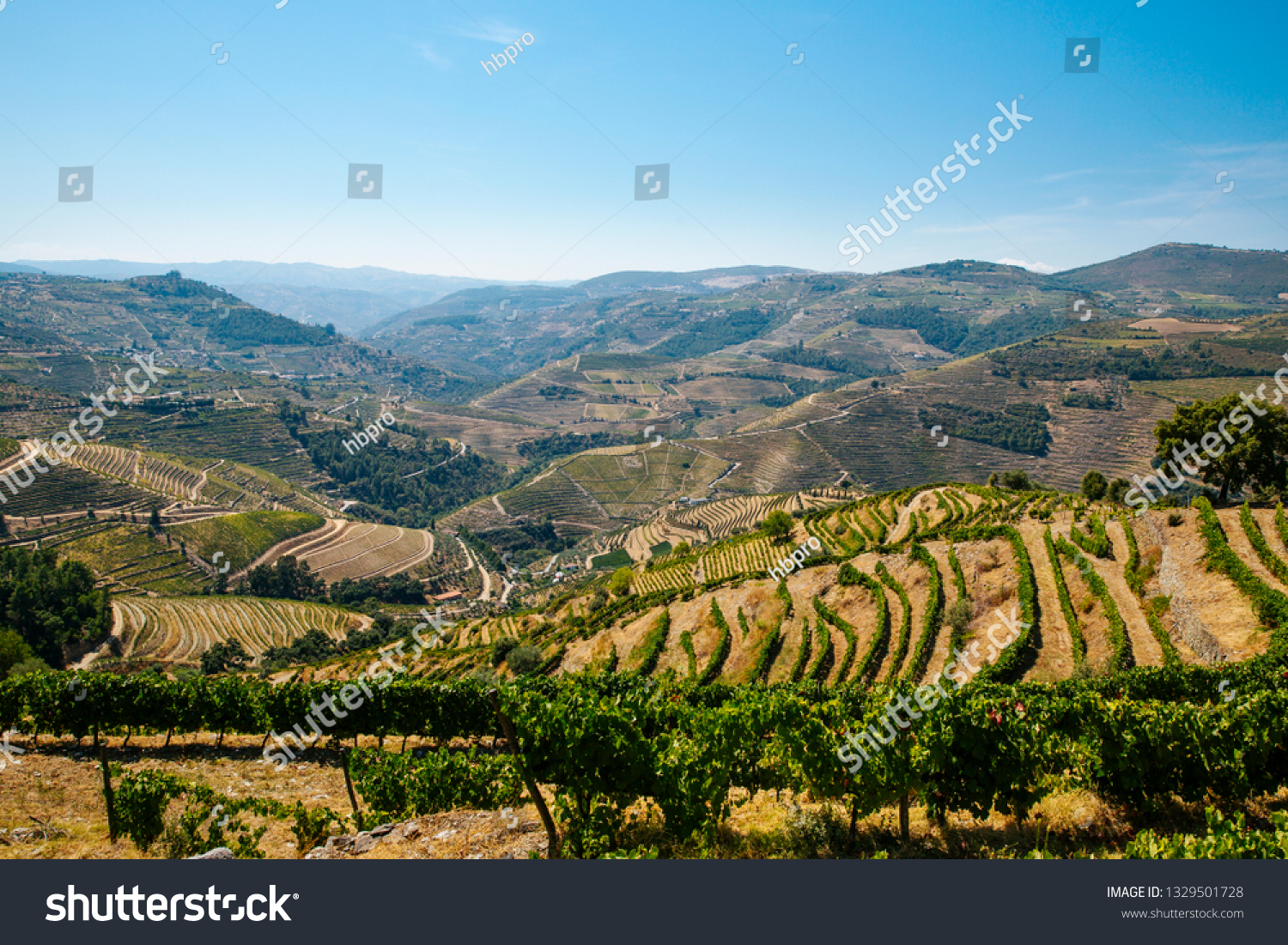 Famous vineyards in Douro Valley, Portugal #1329501728