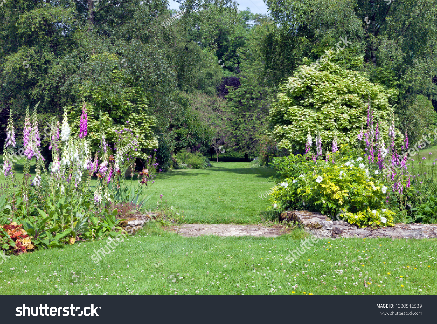 Colourful foxglove flowers, white roses, shrubs and leafy trees along a grass walking path in a charming garden in an English countryside . #1330542539