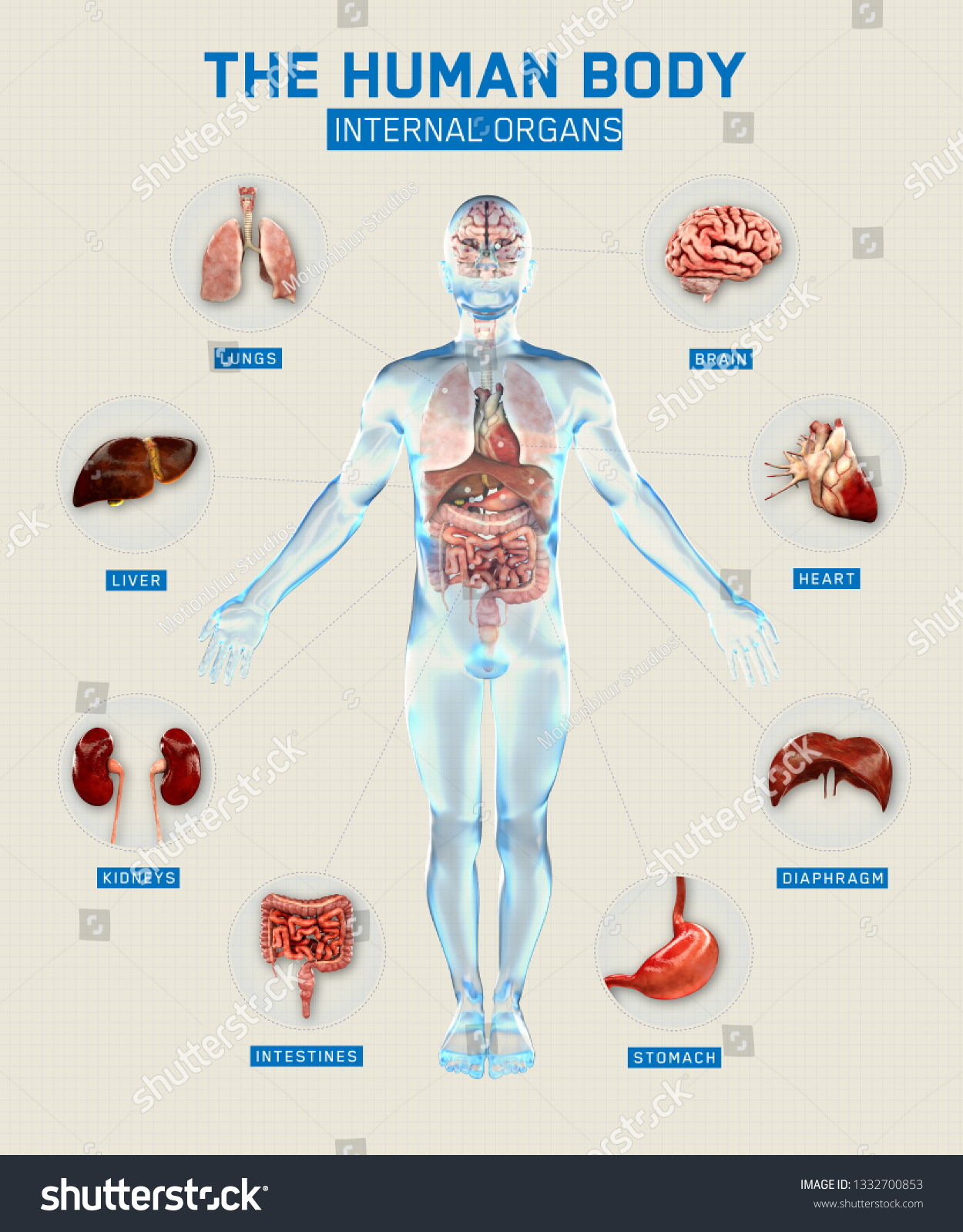 Human body and organs systems. Infographic - Royalty Free Stock Photo ...