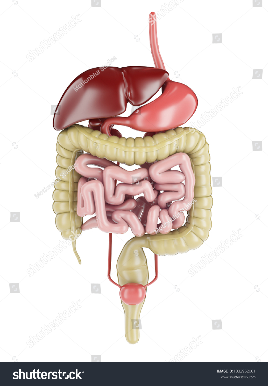 Human digestive system. Internal organs. 3d - Royalty Free Stock Photo ...