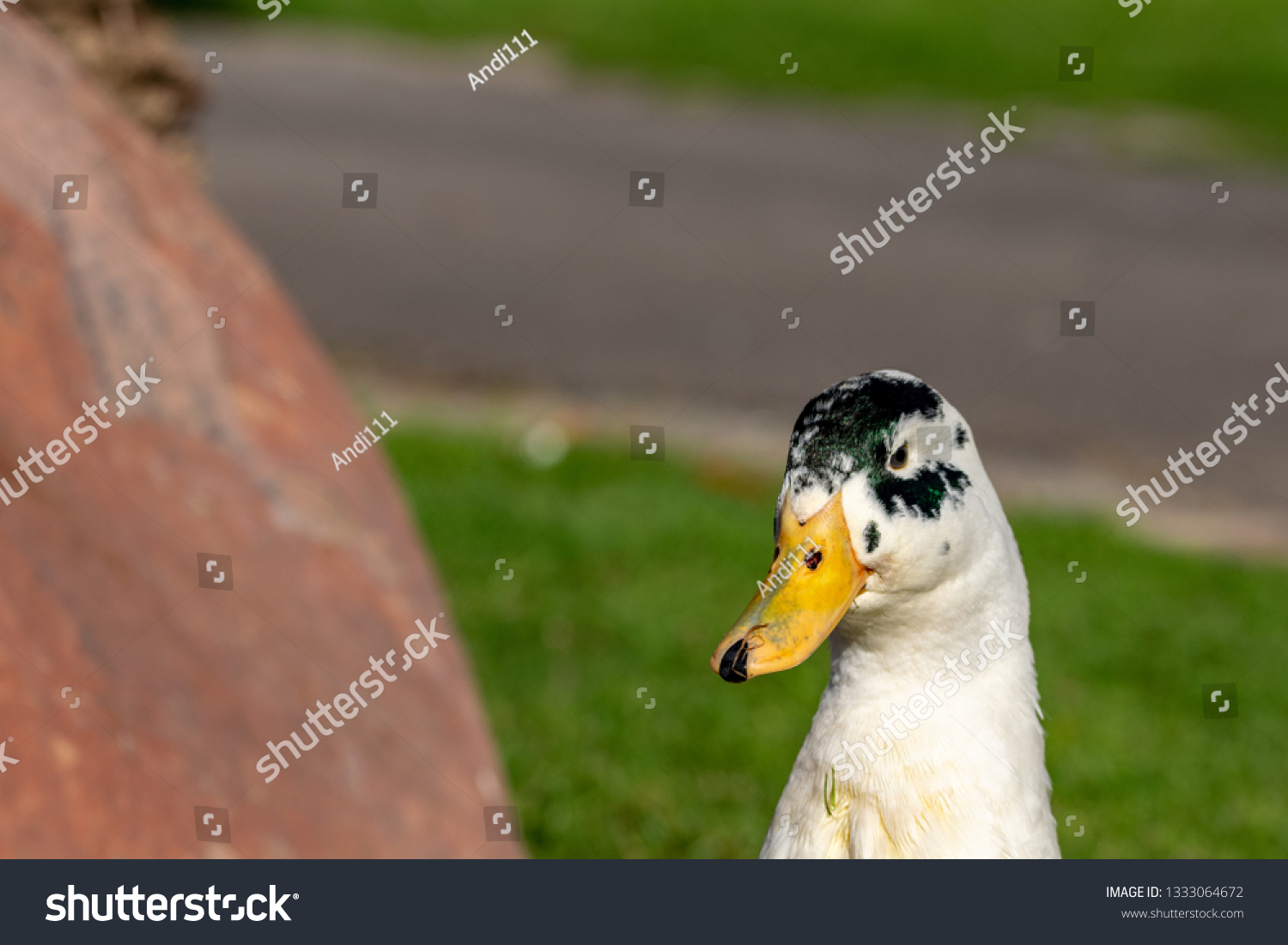 Close up portrait of colorful duck head #1333064672