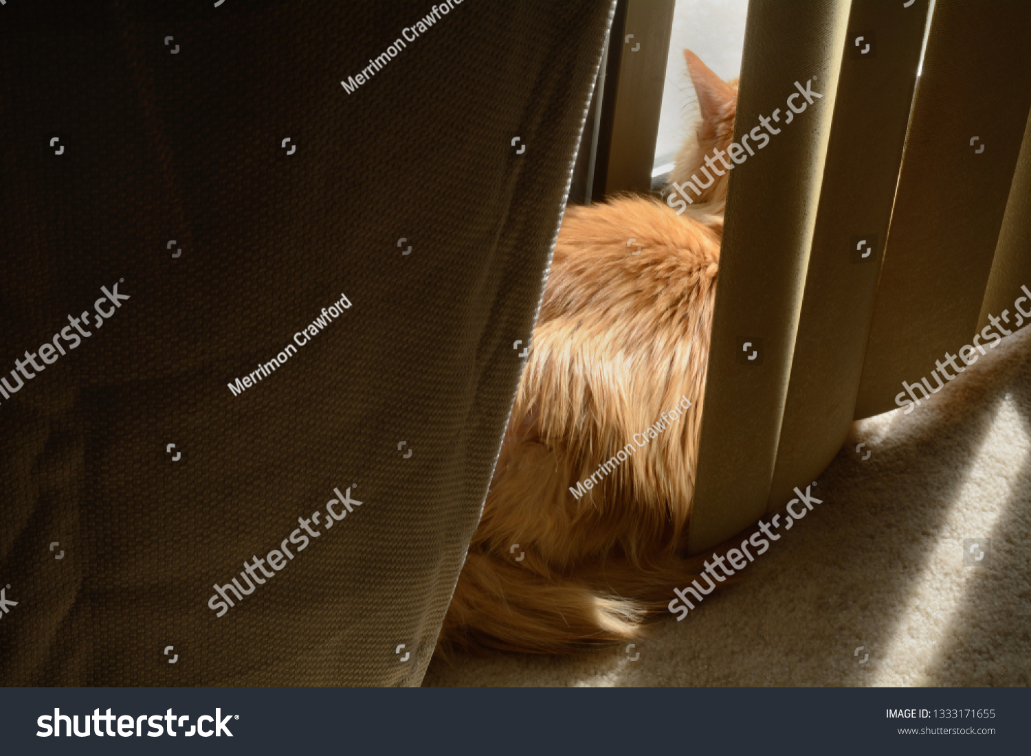 Orange ginger cat taking early morning sunbath between blinds and curtains while watching neighborhood activity through sliding glass doors #1333171655