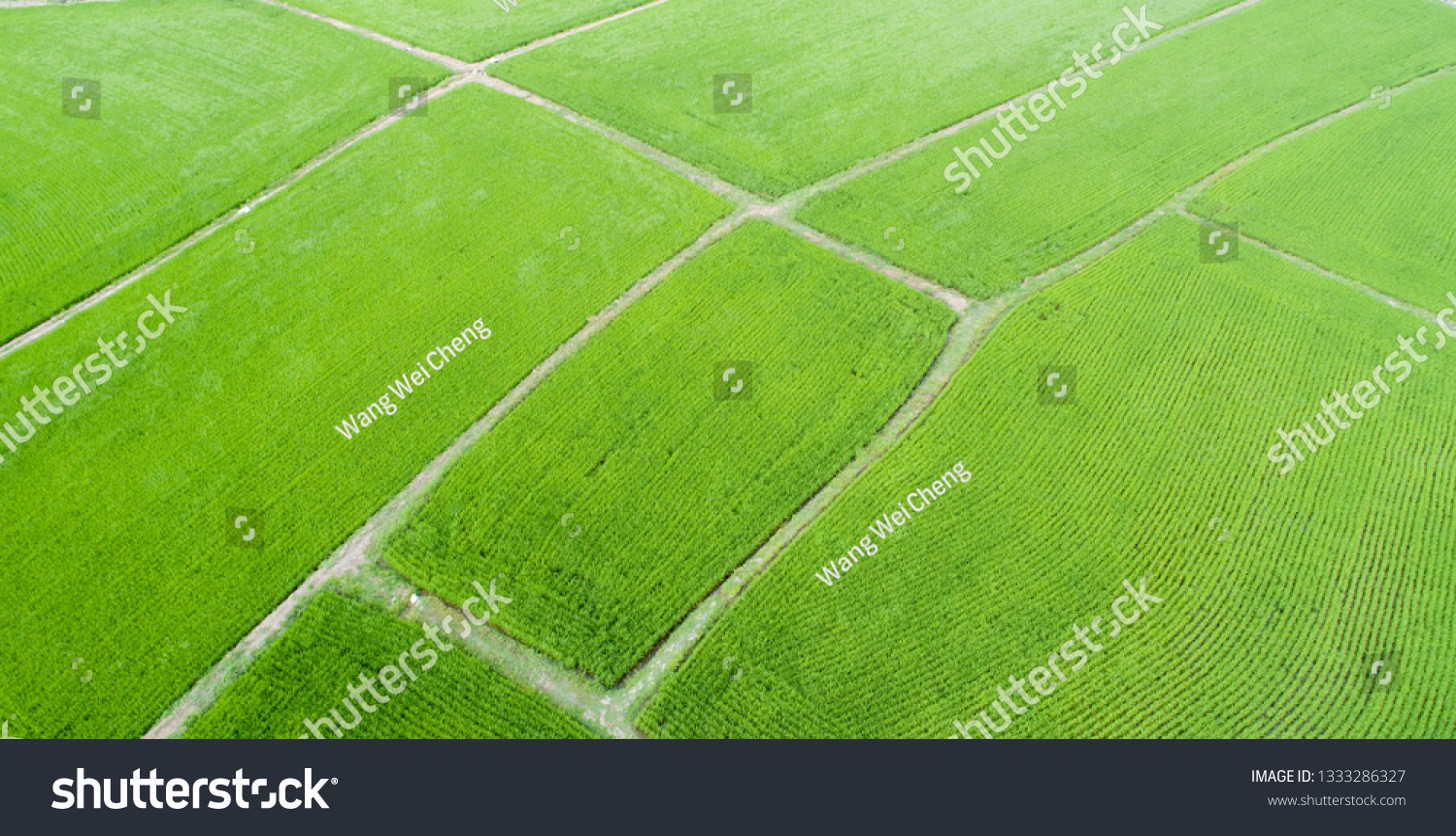 Aerial view of farmlands. Vintage tone. Bright and vivid green. Spring farmland. Taiwan farmland. #1333286327
