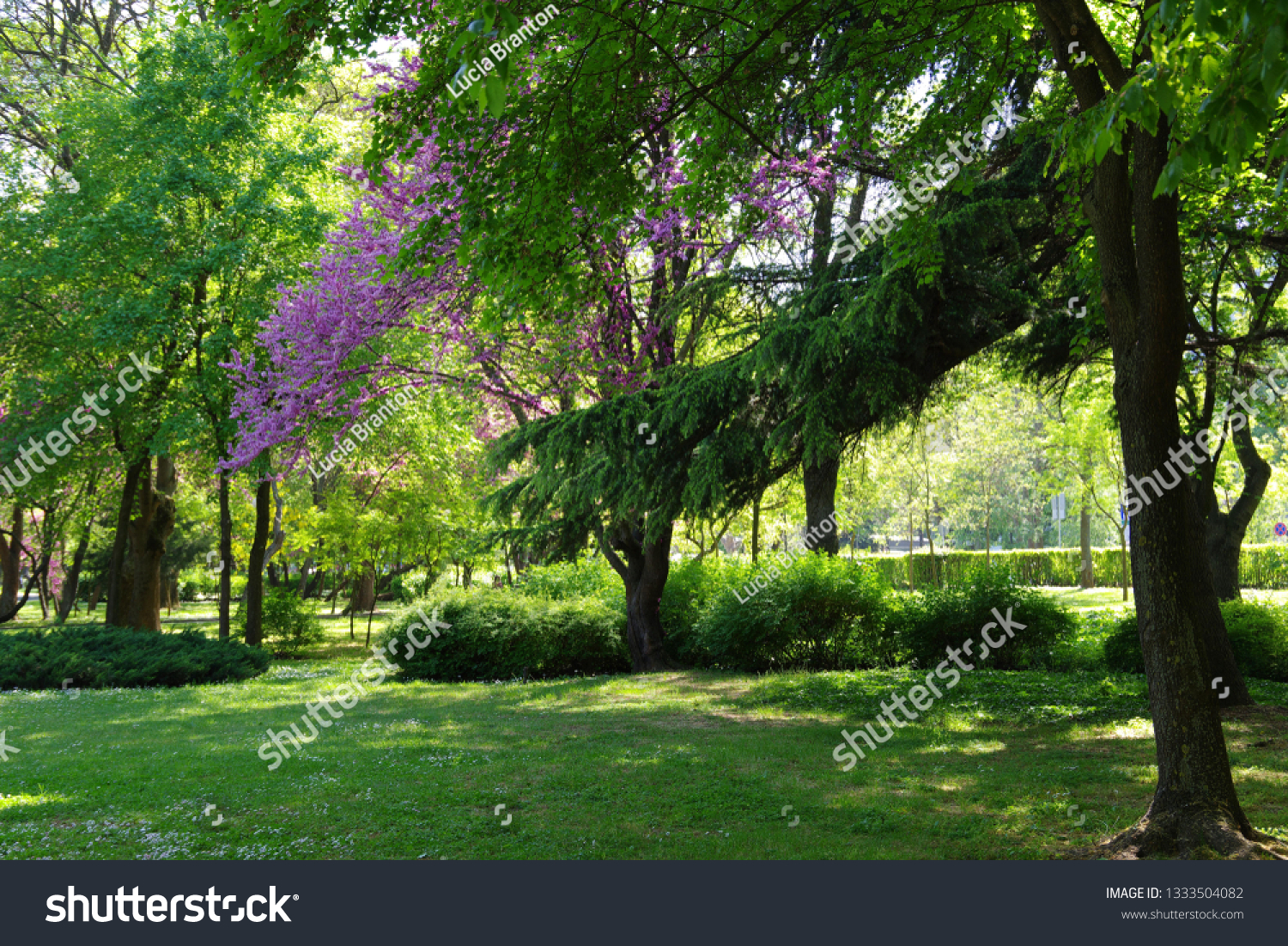 Blooming Eastern Redbud (Cercis canadensis) in a park among green trees #1333504082