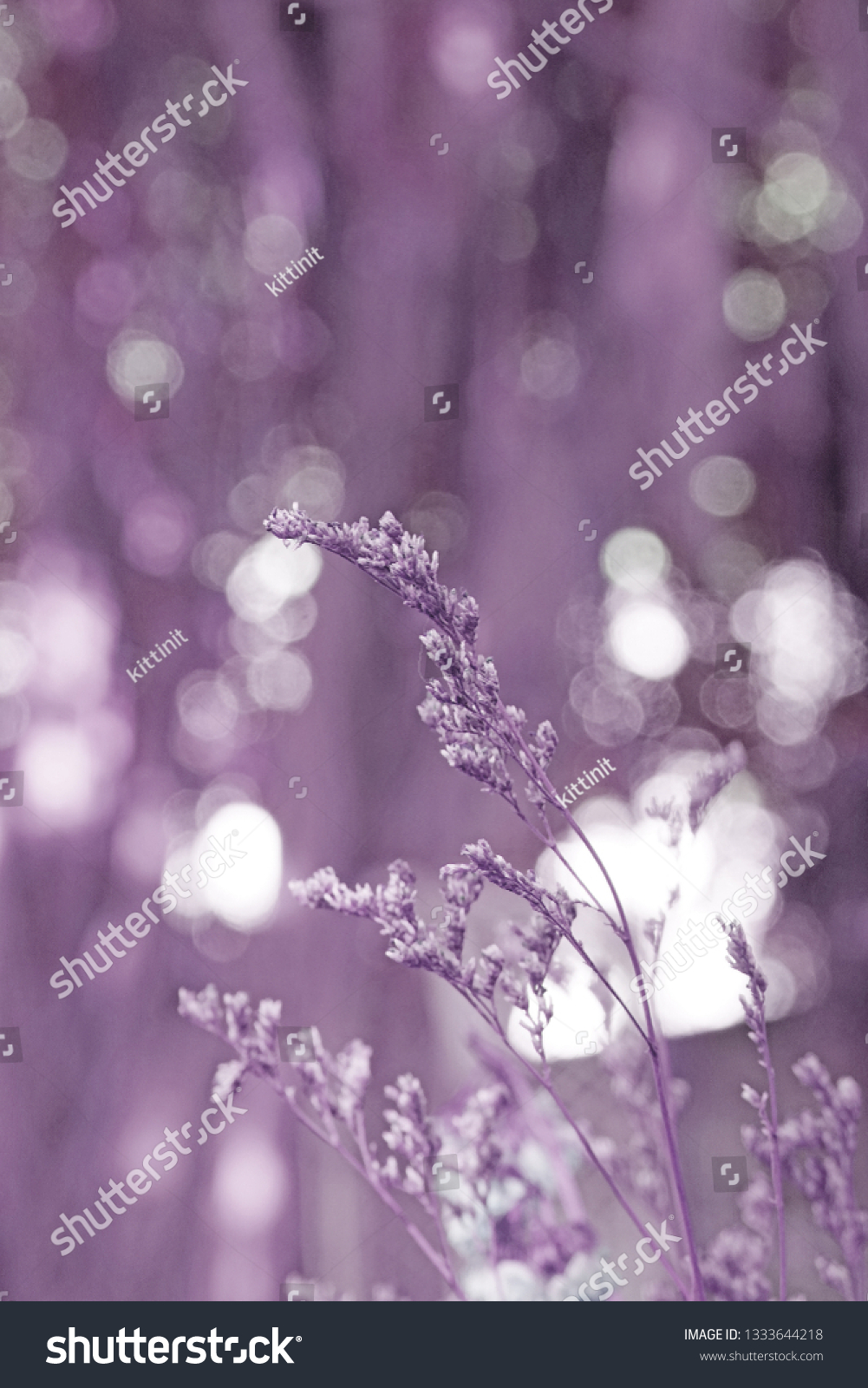 Blurred Grass Flowers with Bokeh background - Violet pastel Color Patterns  #1333644218
