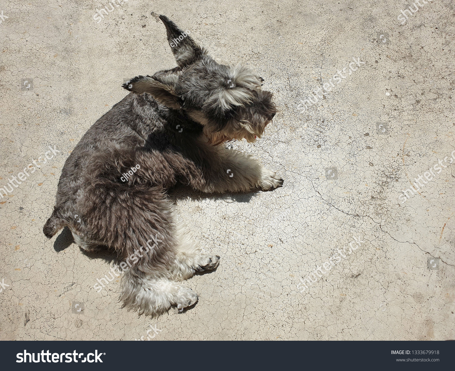 Dogs happily sunbathe on the cement floor. #1333679918