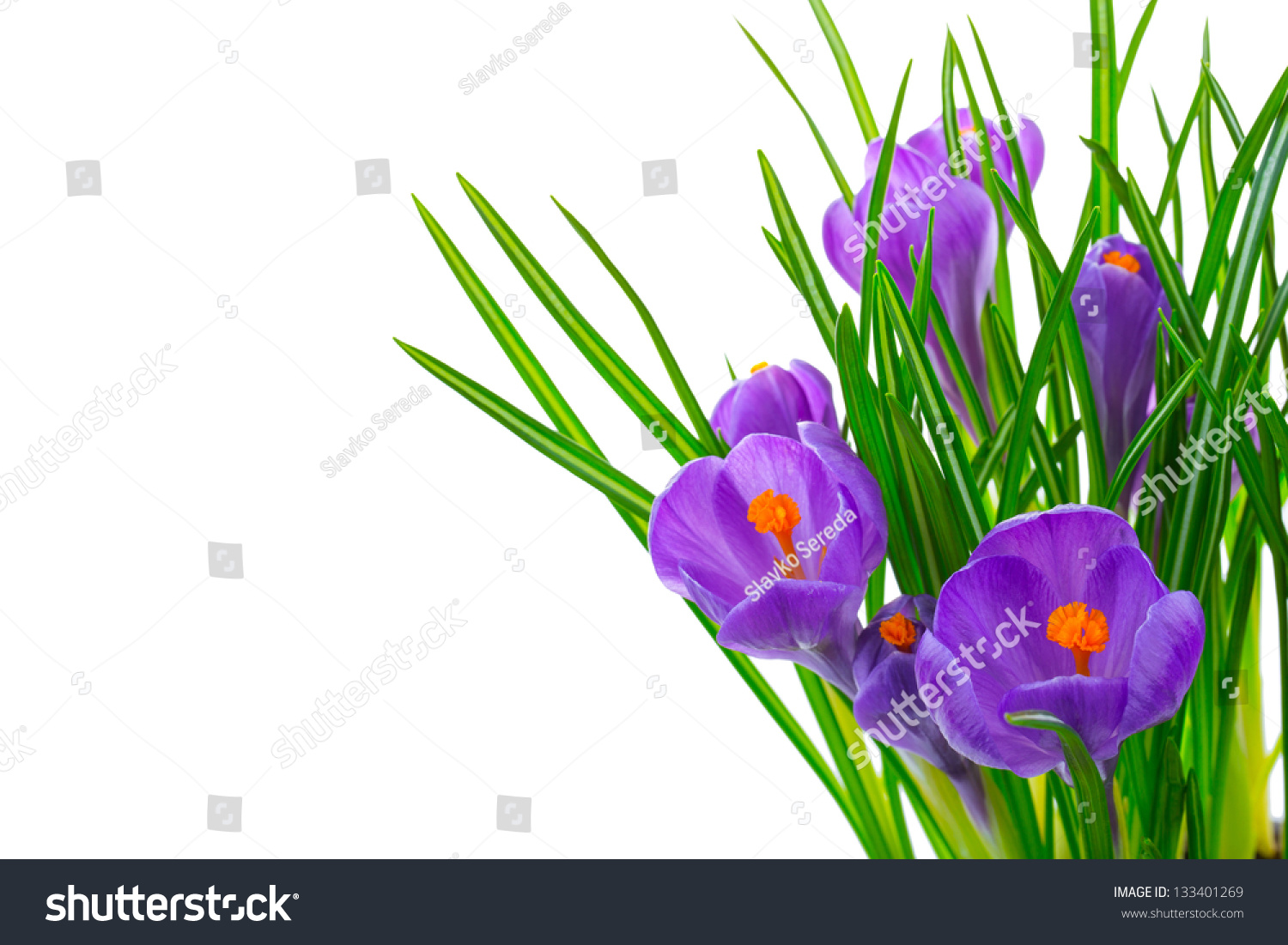 Crocus flowers isolated on white background in macro lens shot. #133401269