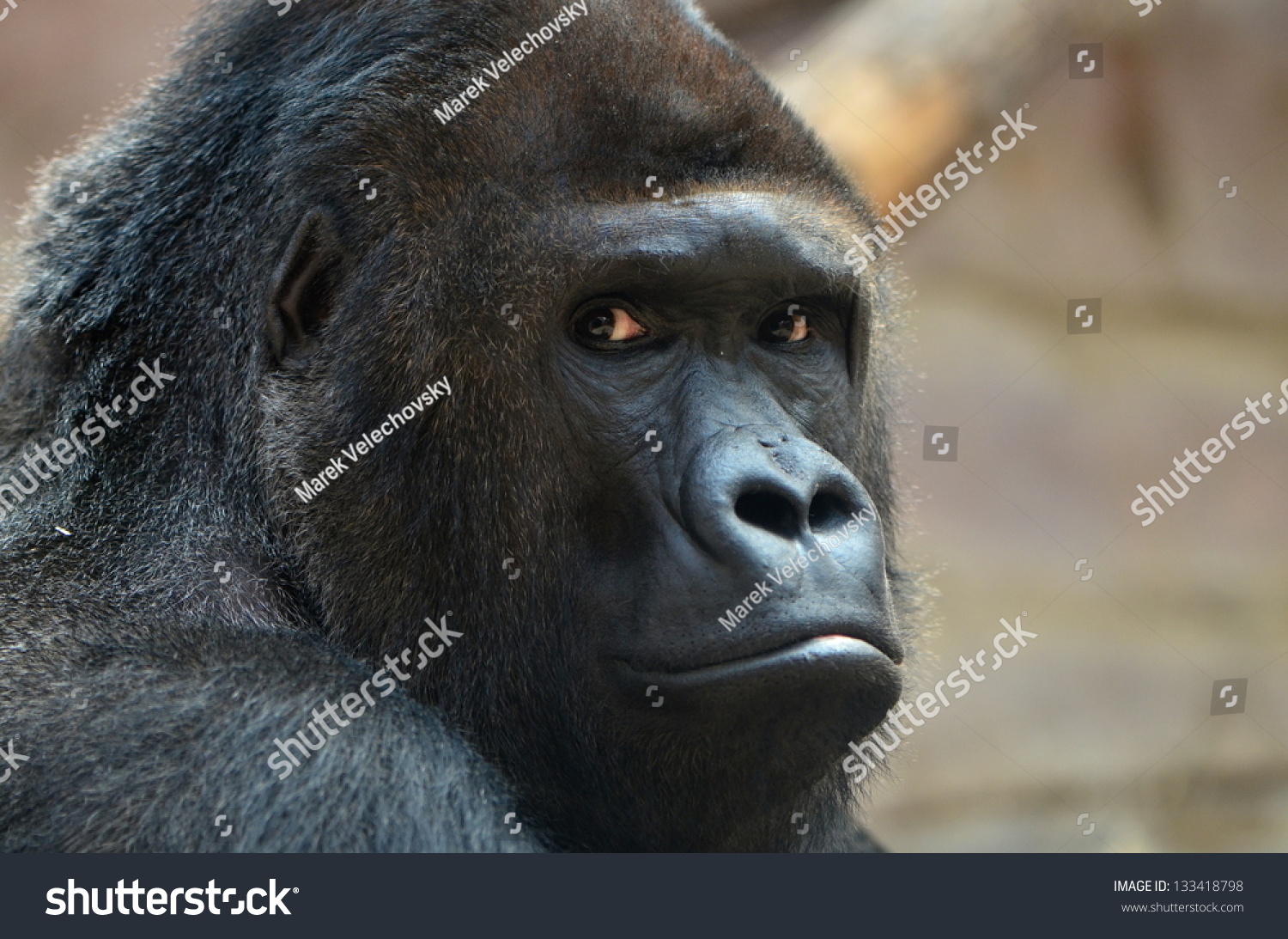 gorilla #133418798