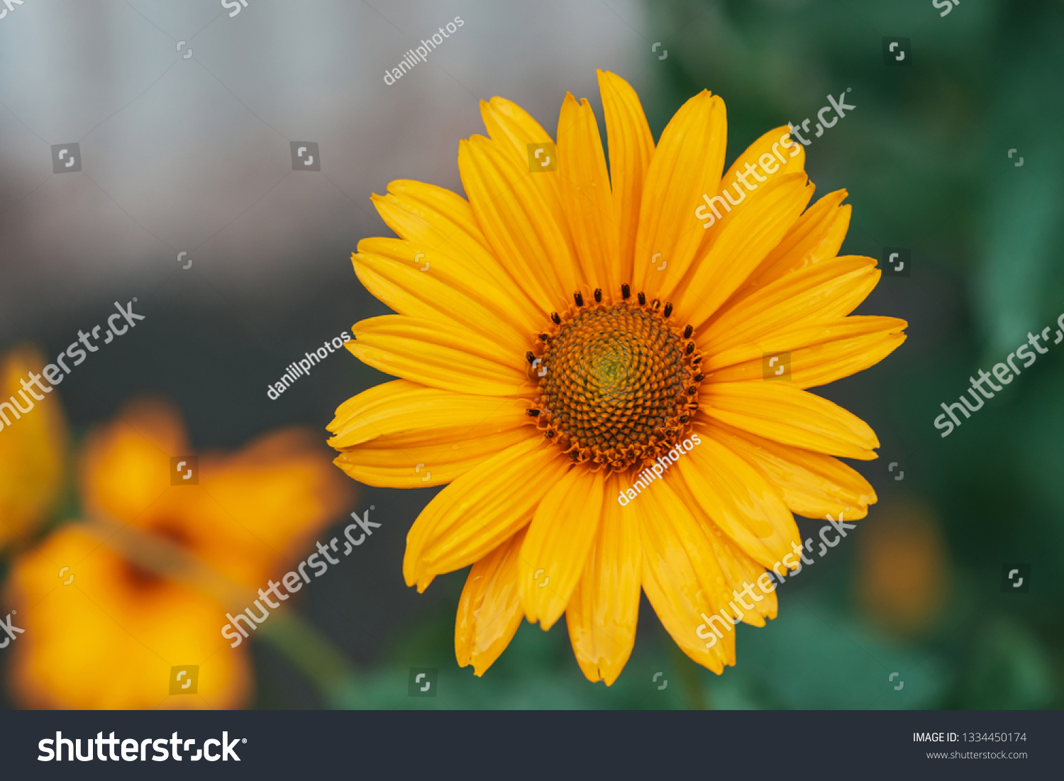 Colorful juicy yellow flower with orange center and vivid pleasant pure petals. Flowering jerusalem artichoke in macro. Blossoming helianthus tuberosus close-up. Beautiful flower of topinambur. #1334450174
