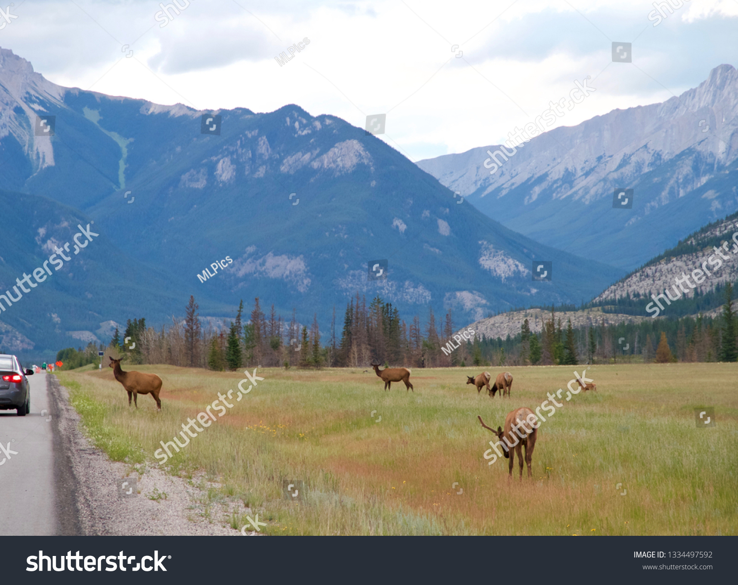 wild moose and deer grazing in front of mountains  #1334497592