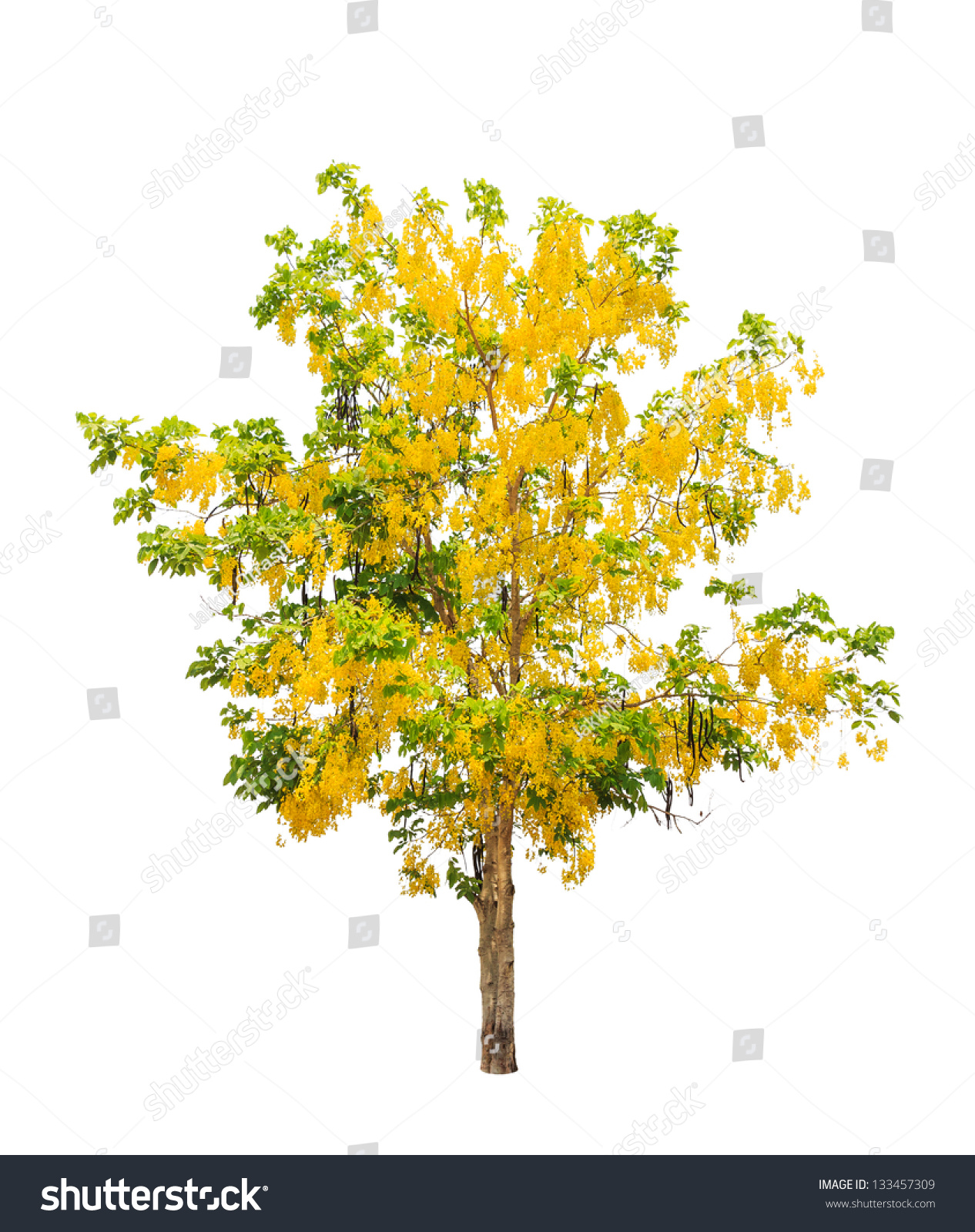 Share Free golden shower pic believe Can suggest Free golden shower pic agree