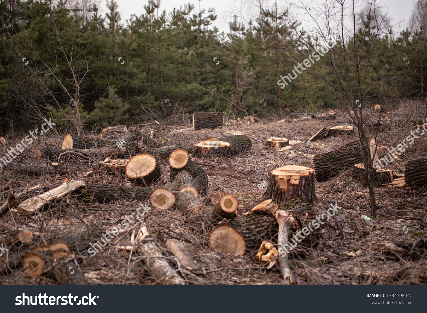 Deforestation, forest clearing #1334598440