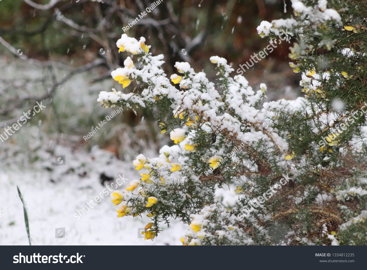 snow covered bushes #1334812235