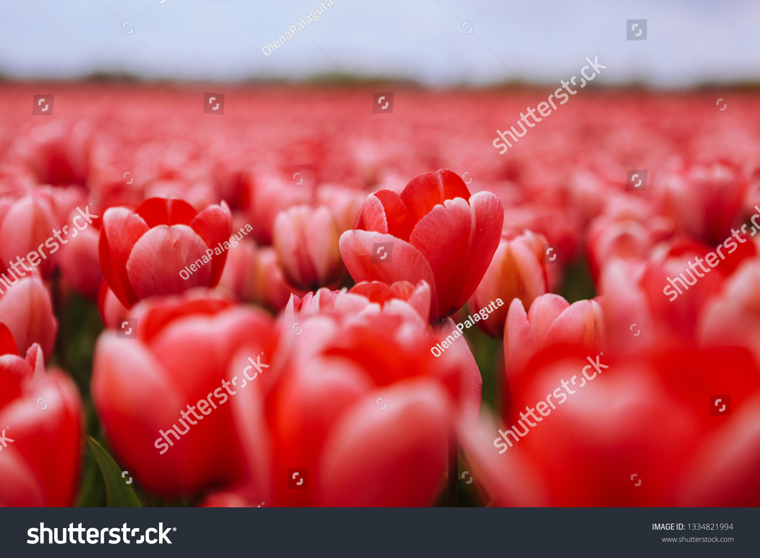 Fantastic flower field with pink tulips in Netherlands spring. Netherlands landscape with flower tulip field in Holland. Colorful dutch tulips flowering in fields and garden on spring Holland.  #1334821994