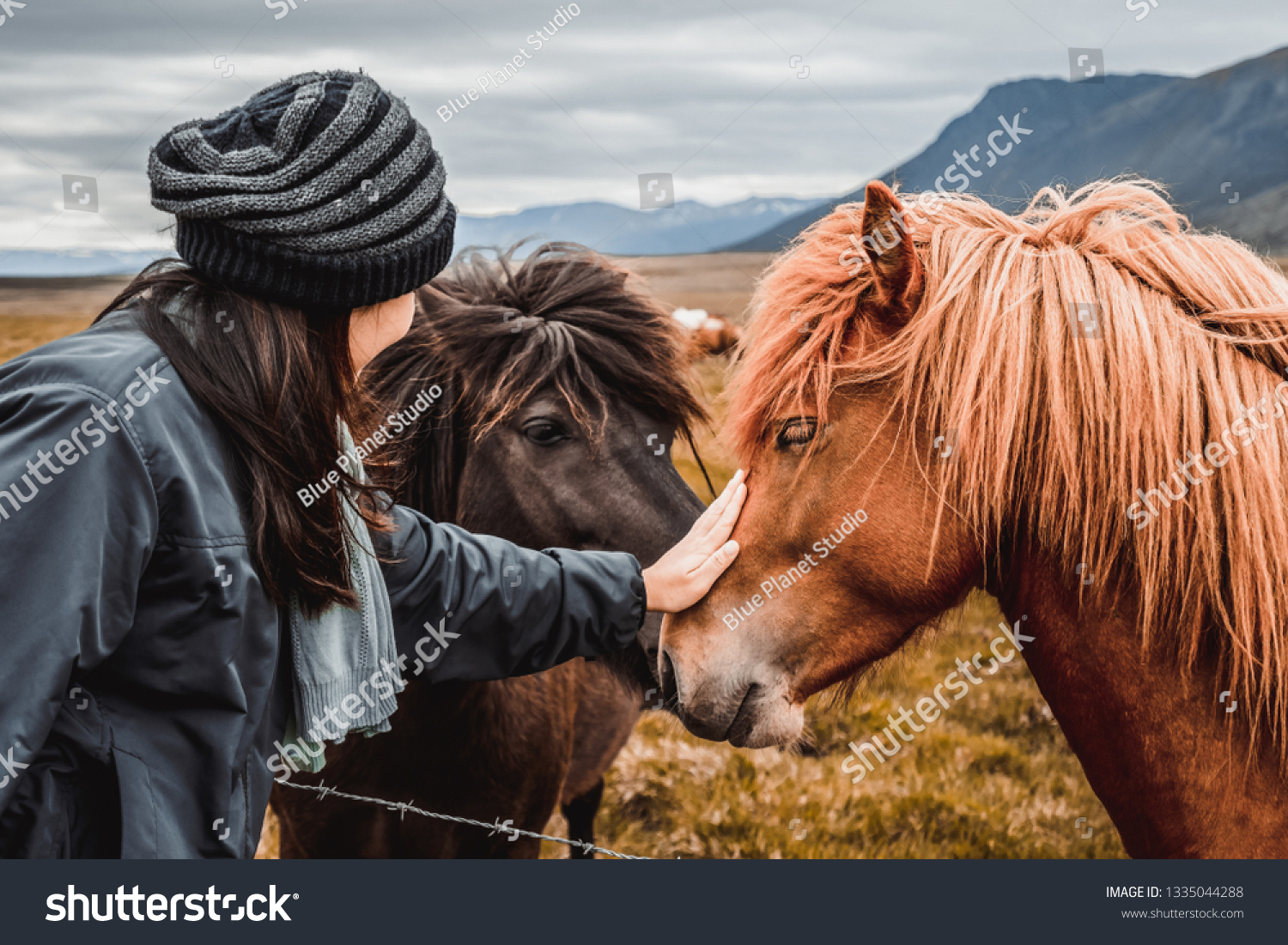 Icelandic horse in the field of scenic nature landscape of Iceland. The Icelandic horse is a breed of horse locally developed in Iceland as Icelandic law prevents horses from being imported. #1335044288
