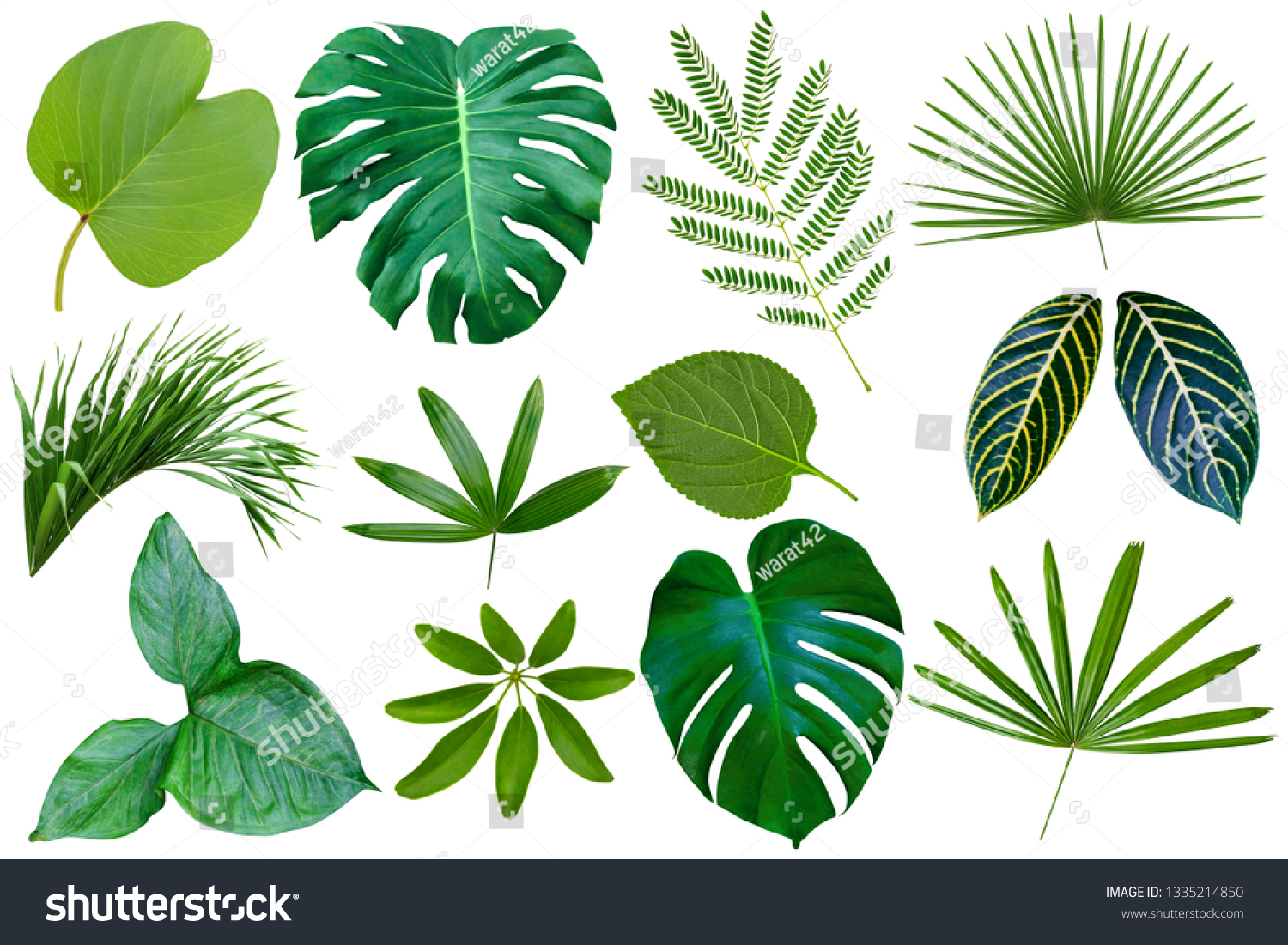 collection various of green leaves pattern for nature concept,set of tropical leaf isolated on white background 
 #1335214850