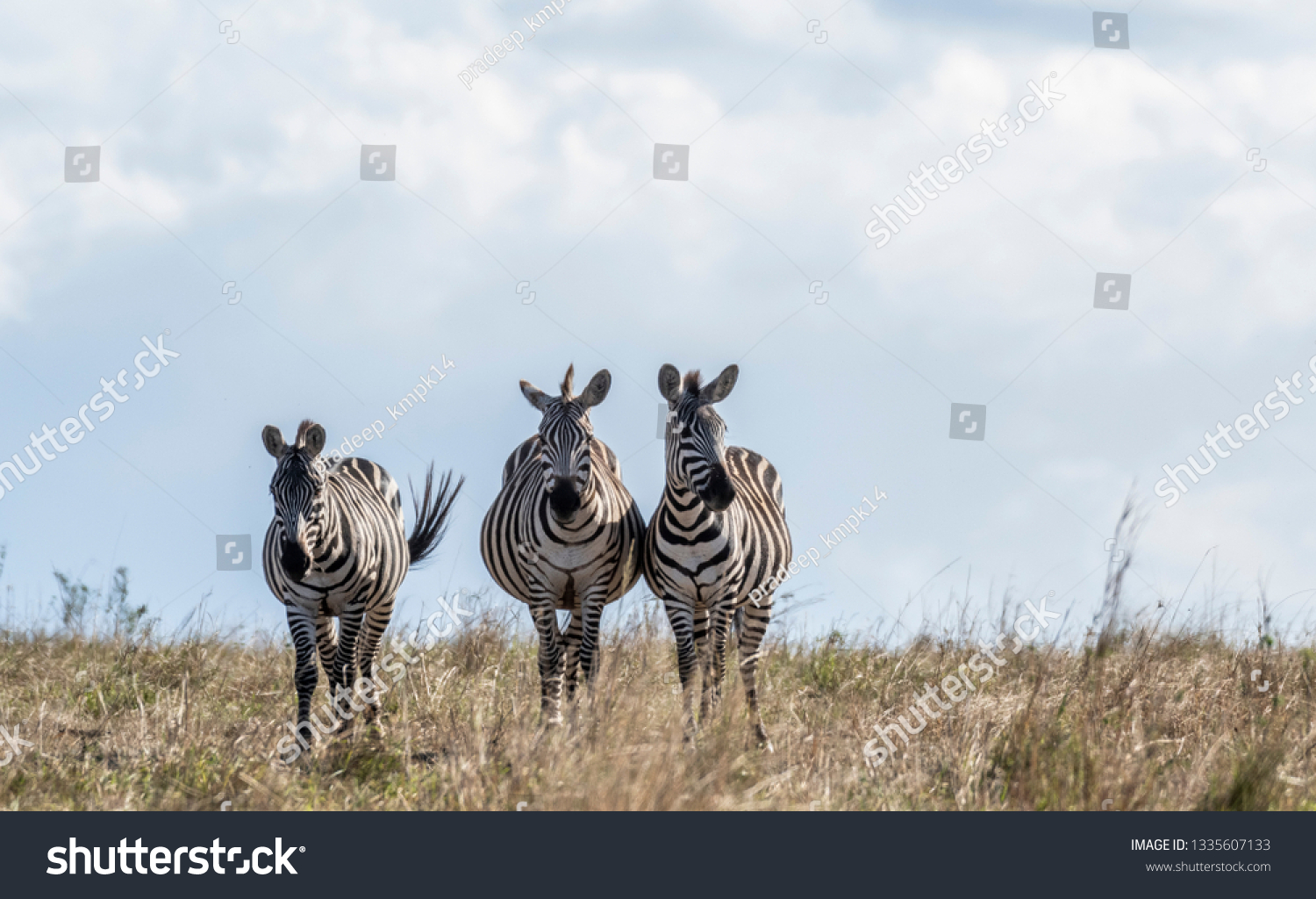 Zebras looking up for predators while feeding grass in Maasai Mara #1335607133
