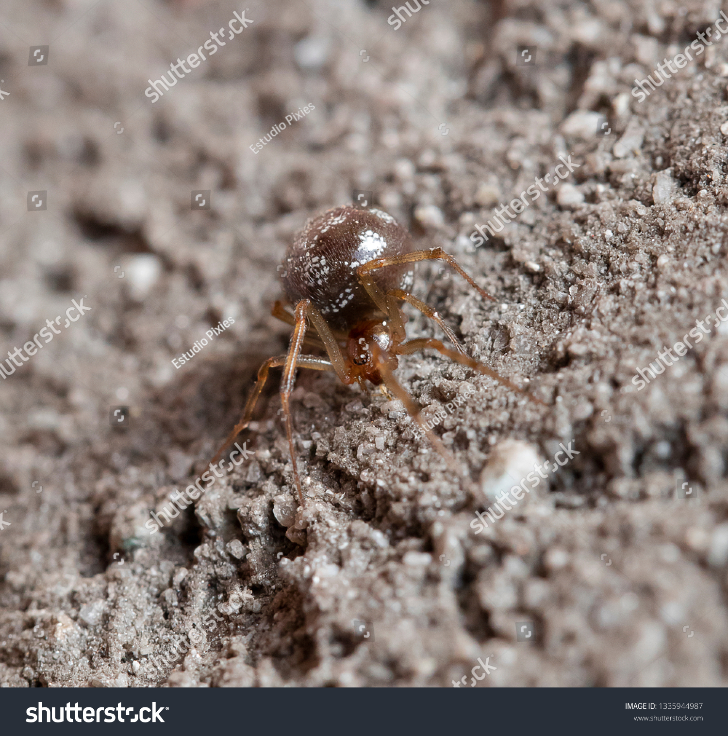 Spider arthropod invertebrate #1335944987