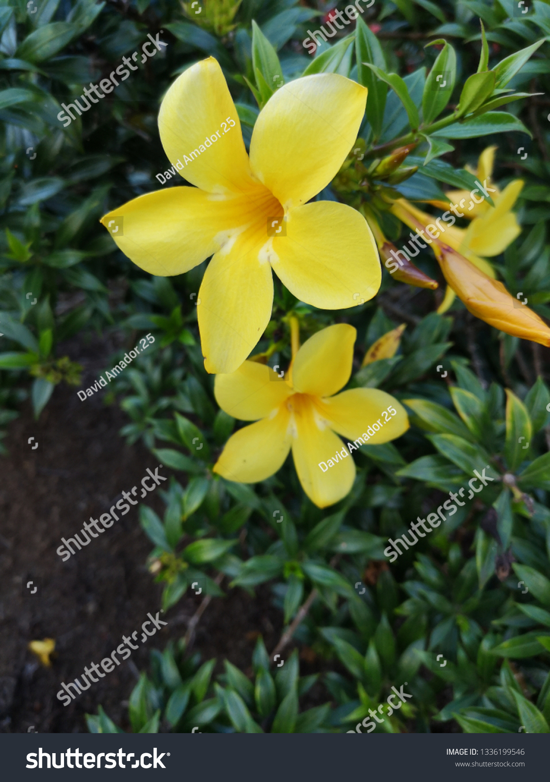 Yellow flower in a garden. Costa Rica #1336199546