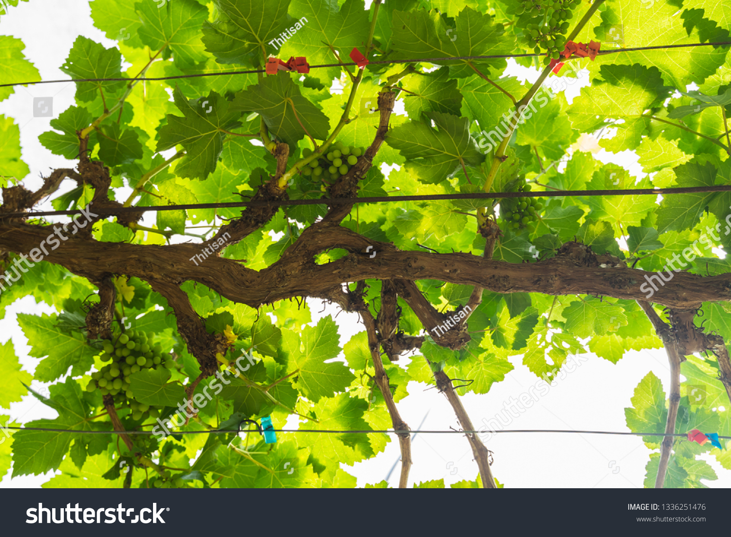 Tree of  wine grapes,leaf grape harvest background  #1336251476