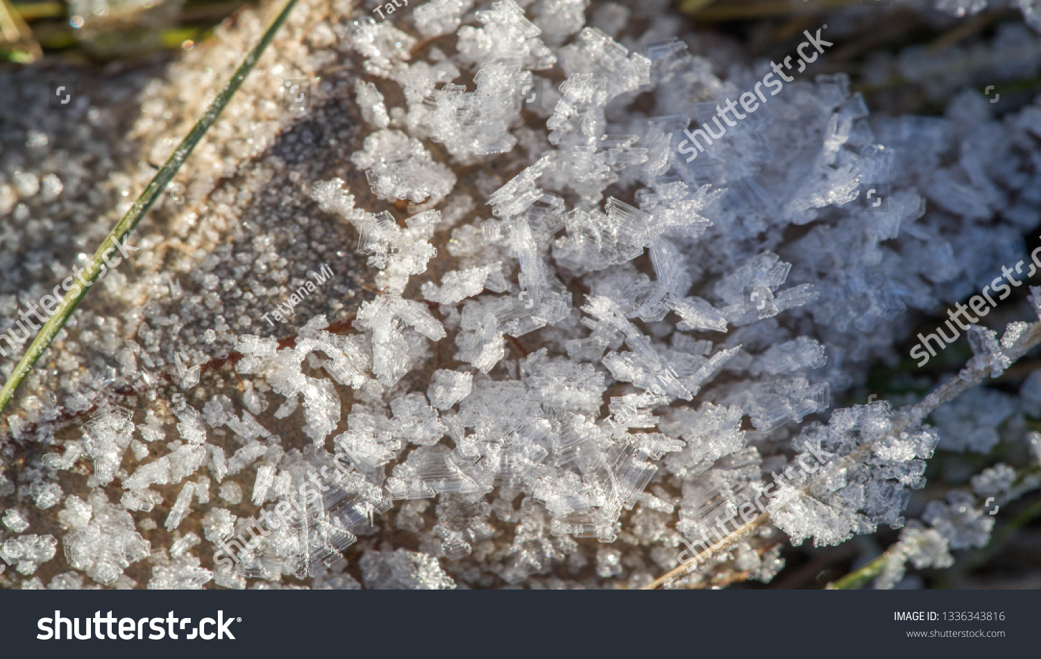 Texture background, pattern. Frost on the sprigs of grass. a deposit of small white ice crystals formed on the ground or other surfaces when the temperature falls below freezing. #1336343816