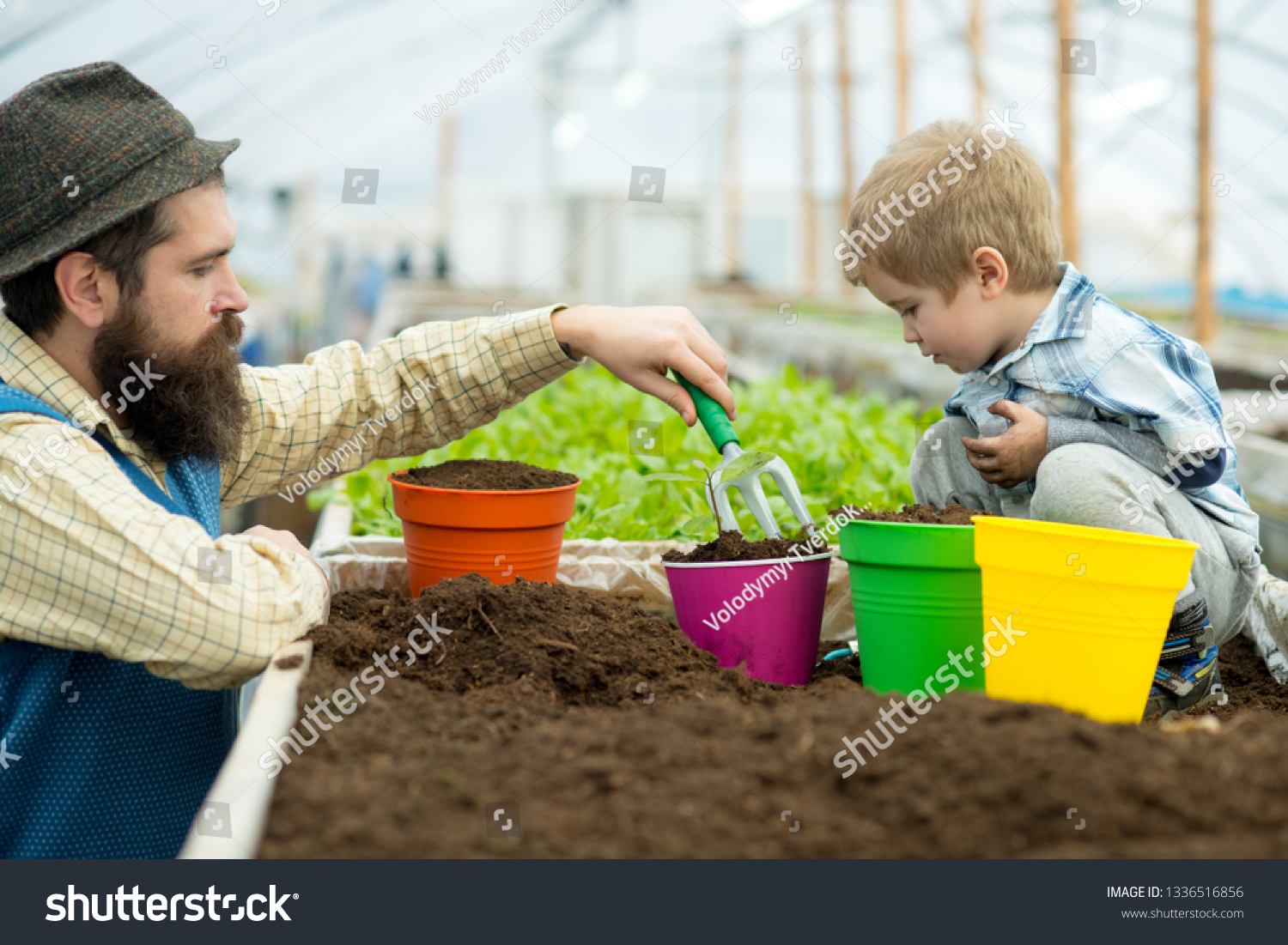 planting together. father and son planting together in greenhouse. happy family planting together. planting flowers together in graden orangery. taking good care of plants #1336516856