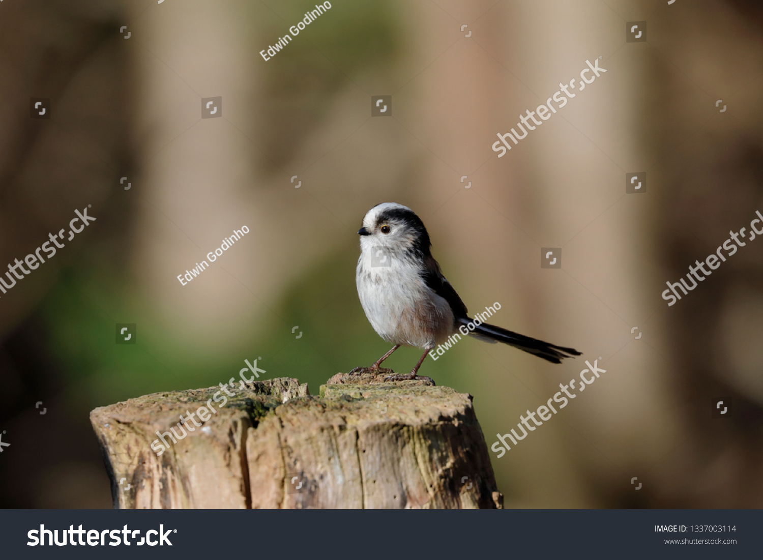 A long-tailed tit on a post #1337003114