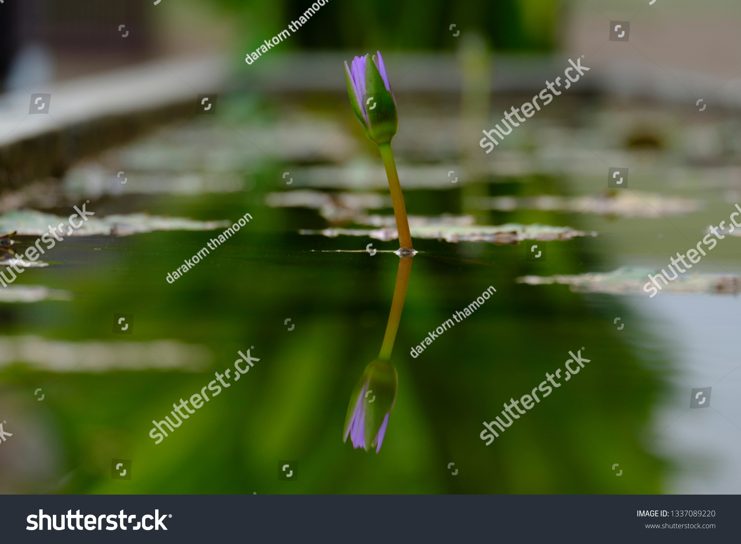 small lotus in water #1337089220