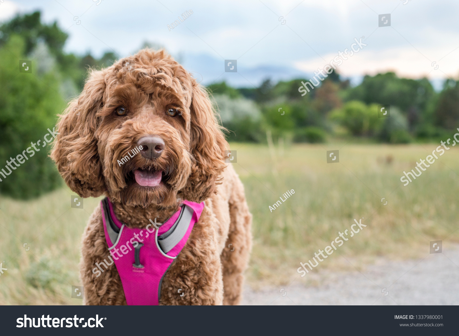 A happy mixed breed dog (a labradoodle or goldendoodle) is smiling with her tongue out on a trail next to a field of green grasses and a forest of trees. She wears a bright pink harness for hiking. #1337980001