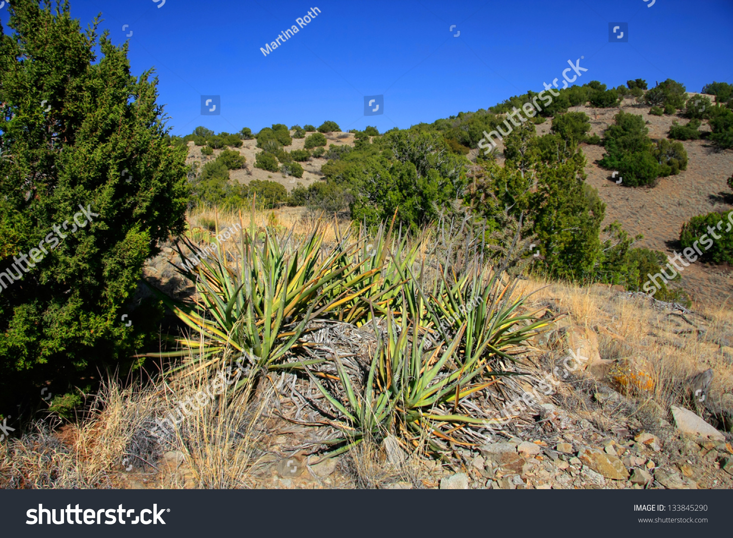 Junipers and banana yuccas in Cerillos Hills State Park #133845290
