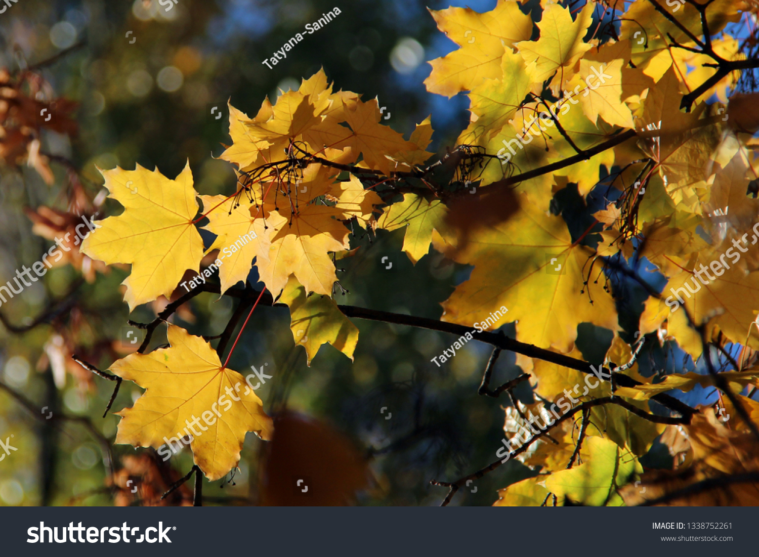 Leaves of Norway Maple or Acer platanoides in autumn against sunlight with bokeh background. Autumn colorful leaves with details. Sunny autumn maple  #1338752261
