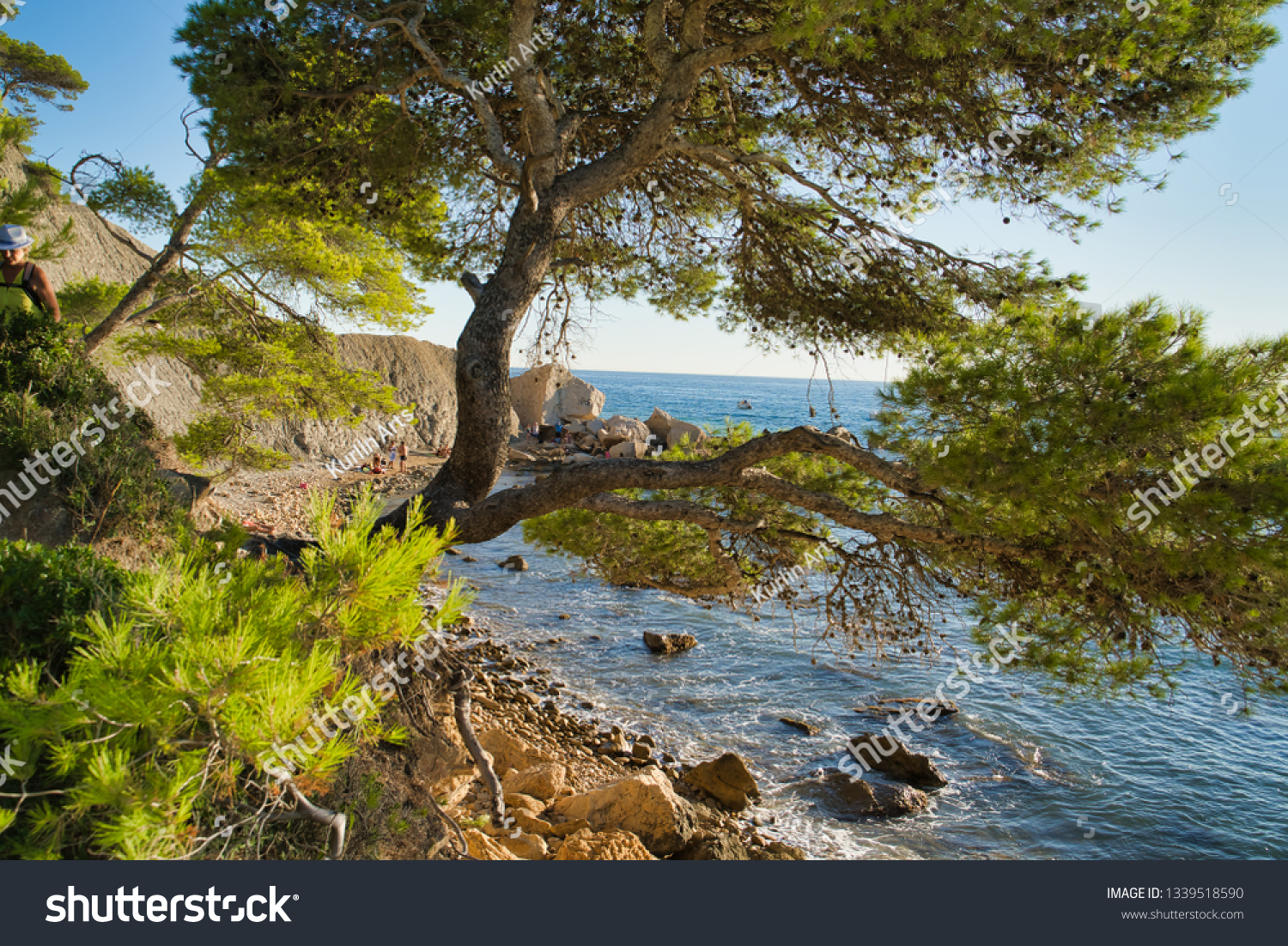 Tree On The Plage De Larène Cassis Stock Photo 1339518590