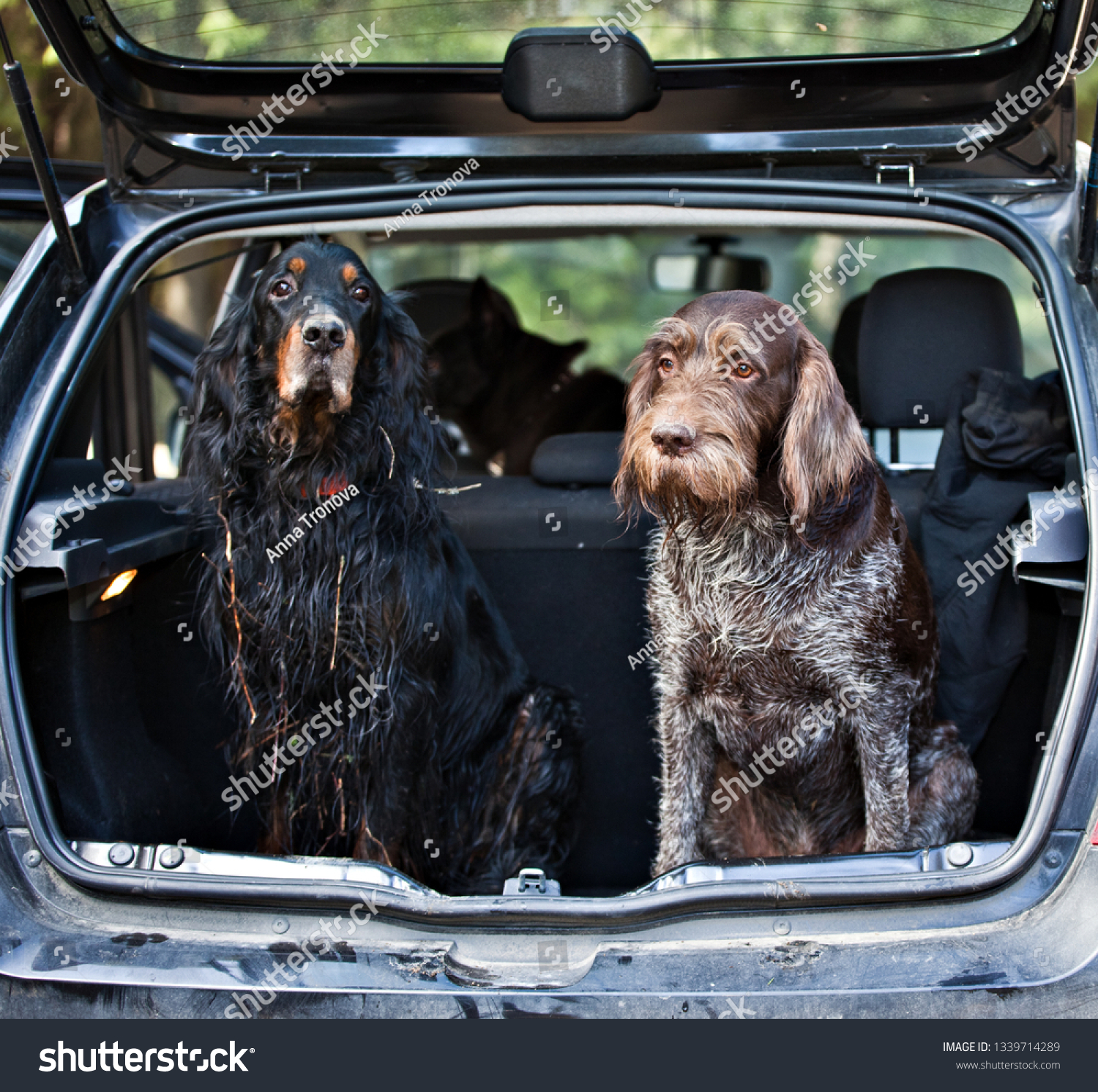 Gordon Setter and drathaar sitting in car trunk #1339714289