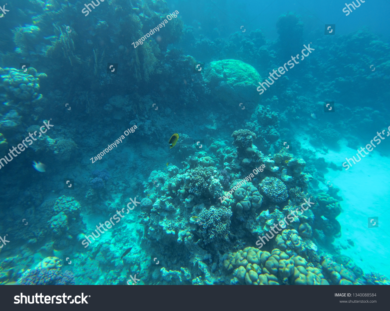 Coral reef in red sea Egypt. #1340088584