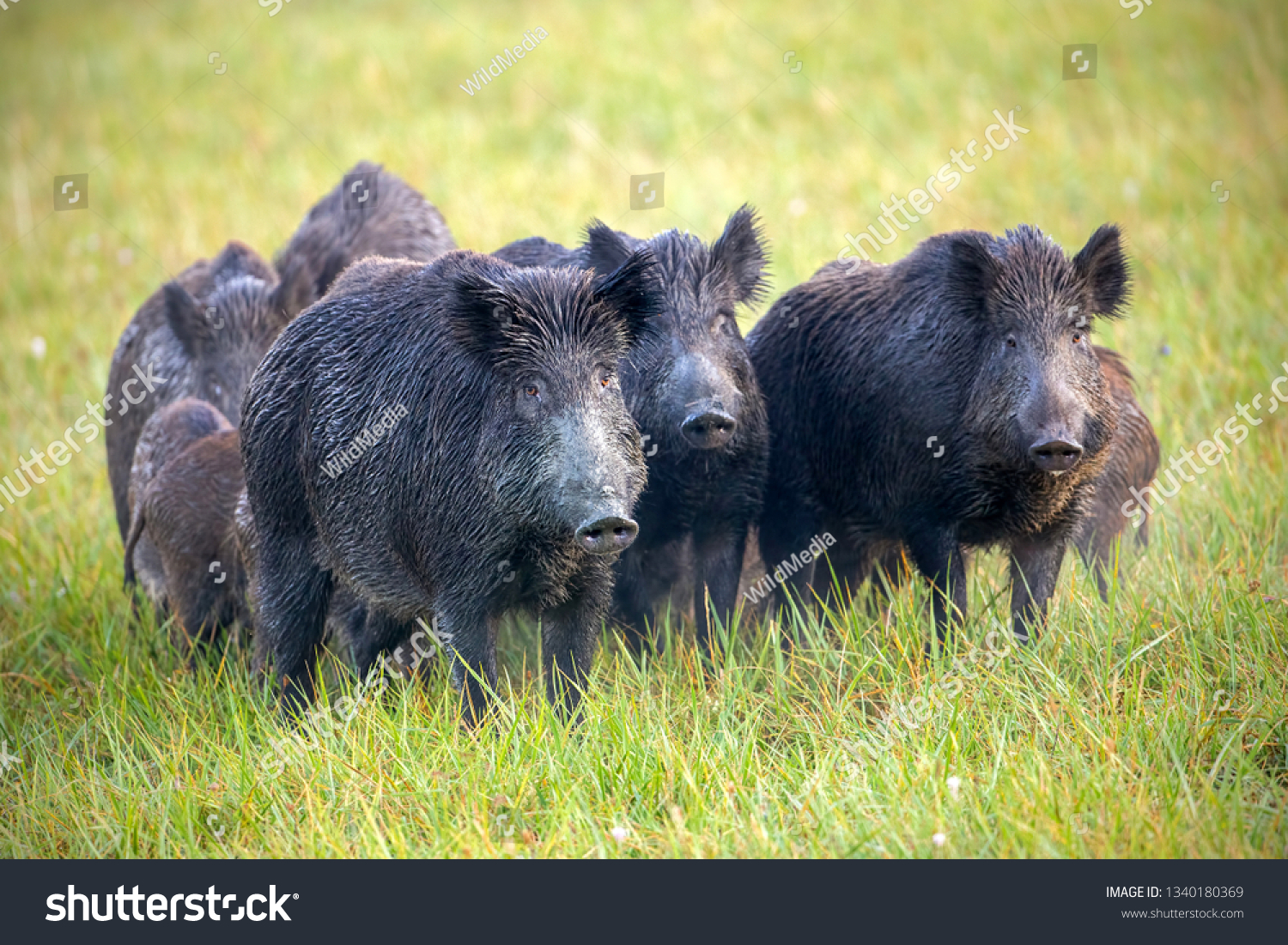 Numerous herd of wild animals in nature. Wild boars, sus scrofa, on a meadow wet from dew. Nature early in the morning with moisture covered grass. Mammals in wilderness. #1340180369