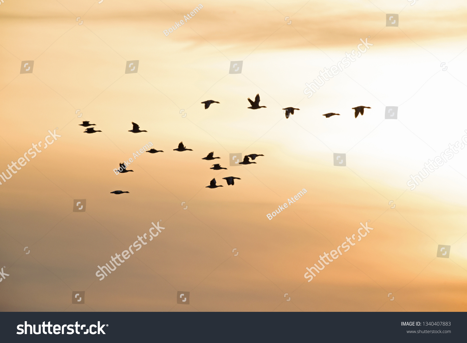 A flock of wild geese flying in silhouettes in the morning light in the Netherlands. #1340407883