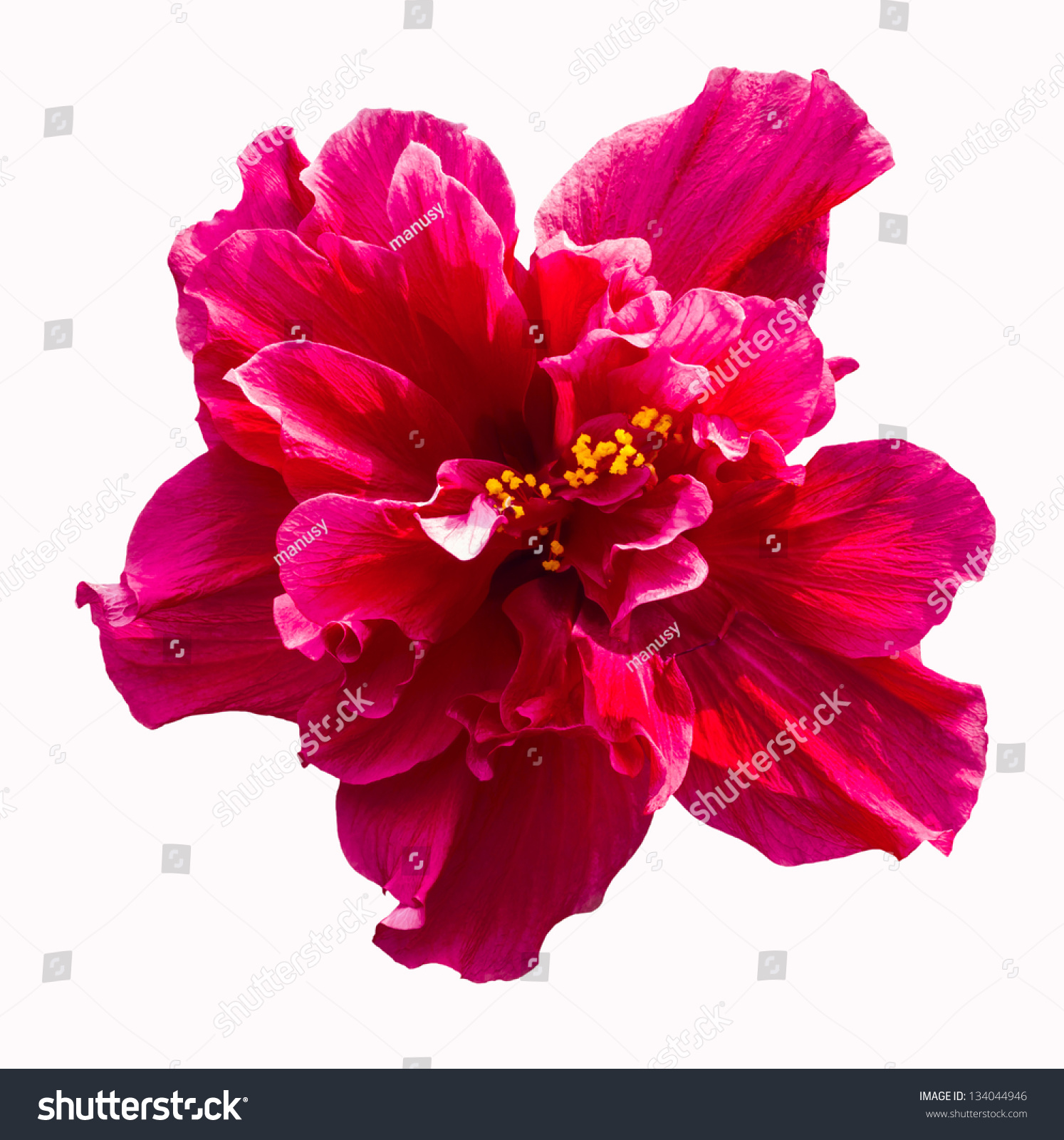 A big red hibiscus flower isolated on white background #134044946
