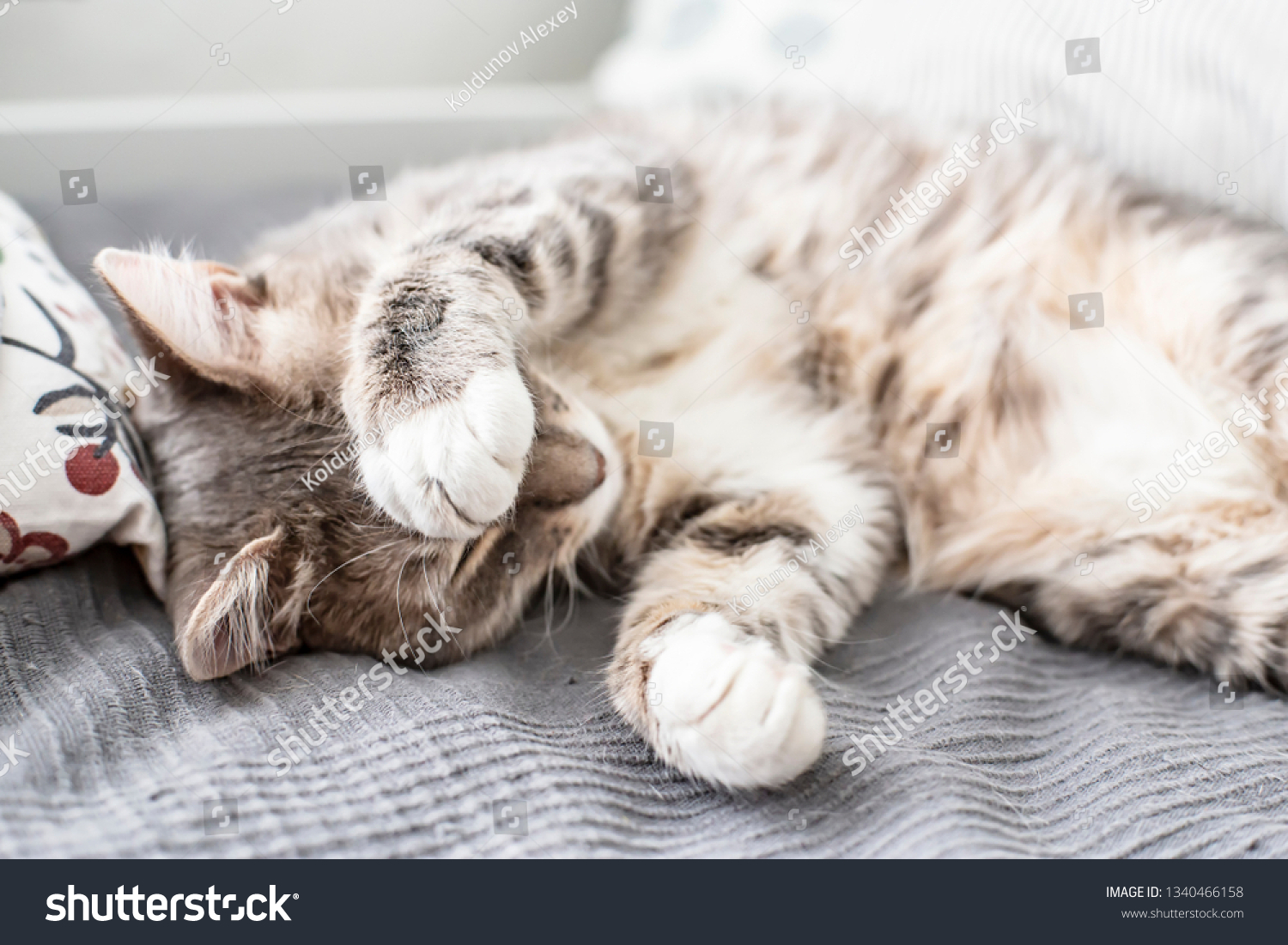 Young, cute cat sleeps on the bed and closes its eyes with its paw from the daylight that comes from the window. Close-up. #1340466158