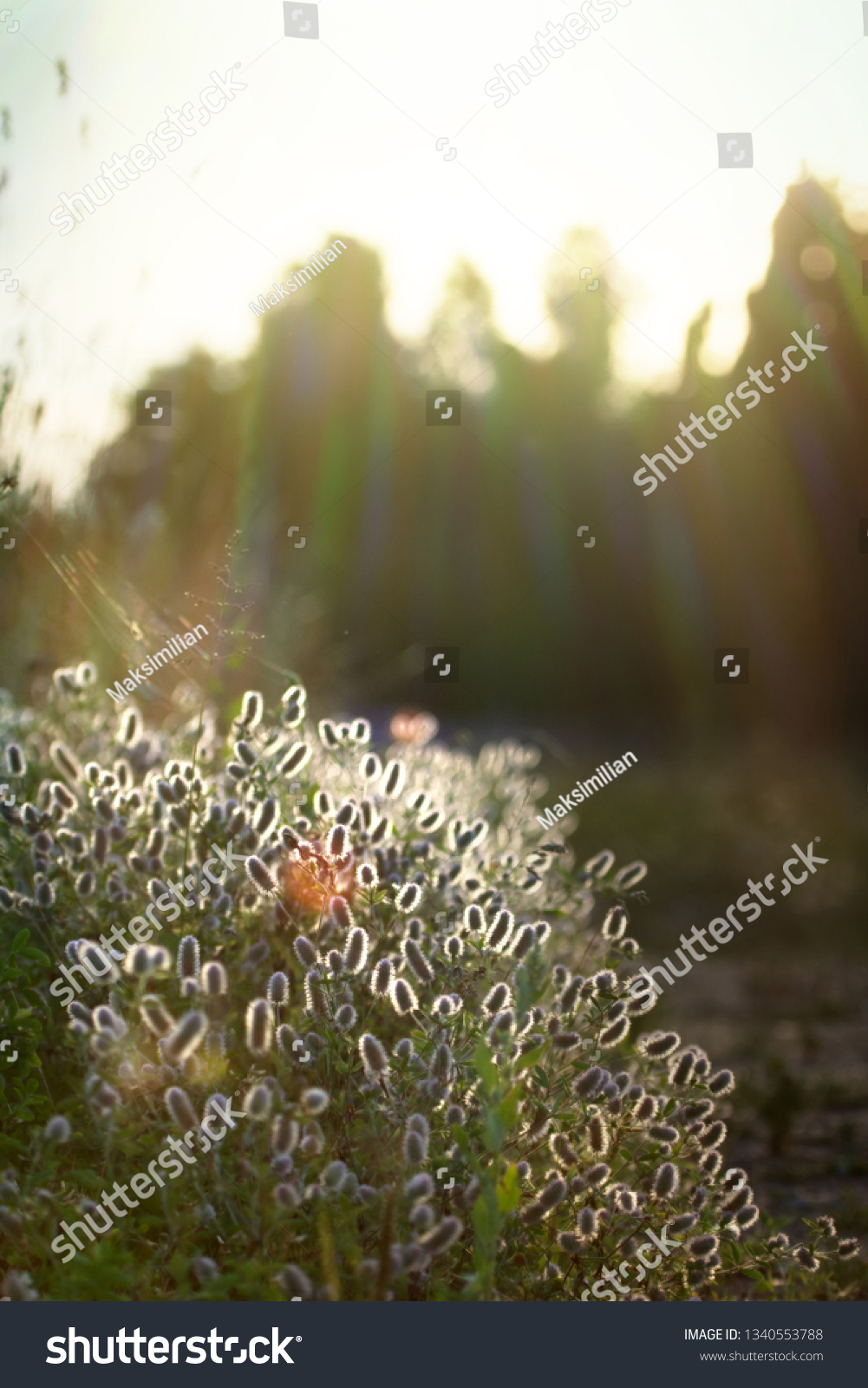 Field trefoil, hare's foot (Trifolium arvense) in the sunlight #1340553788