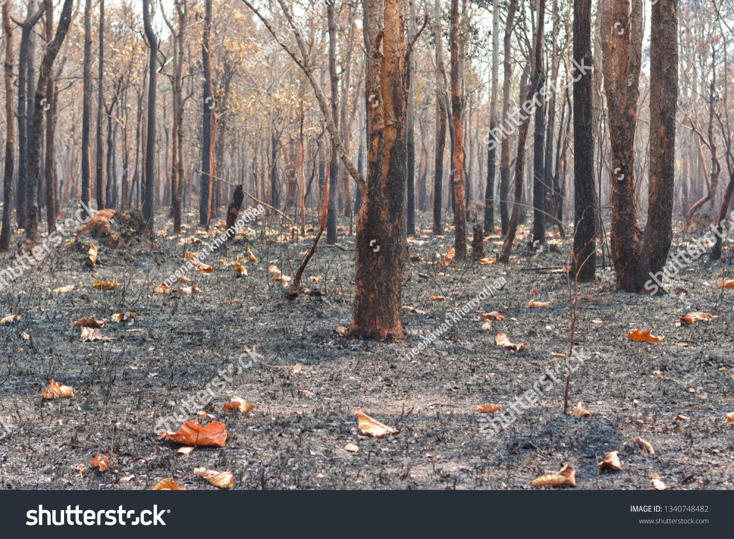 Fires, deciduous forests, mixed deciduous forests during the dry season of Southeast Asia
 #1340748482
