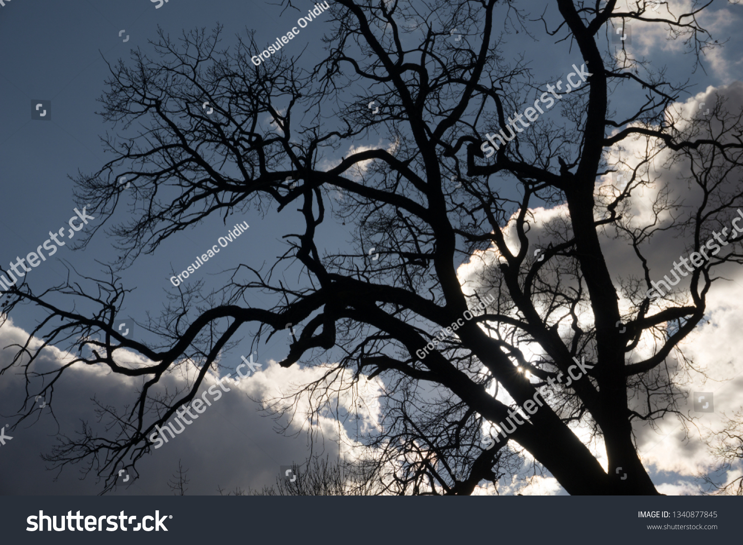 Silhouettes of a tree in a beautiful sky background in the park. #1340877845