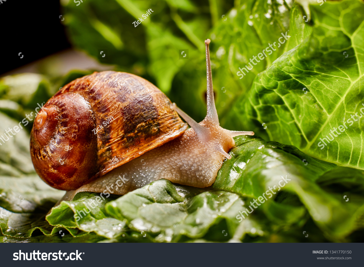 Snail Muller gliding on the wet leaves. Large white mollusk snails with brown striped shell, crawling on vegetables. Helix pomatia, Burgundy, Roman, escargot. Caviar. Kisses of snails in strawberries. #1341770150