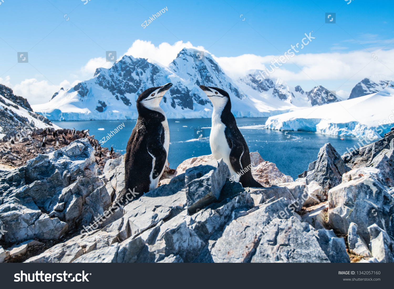 Chinstrap penguin, Antarctica, January 2019 #1342057160