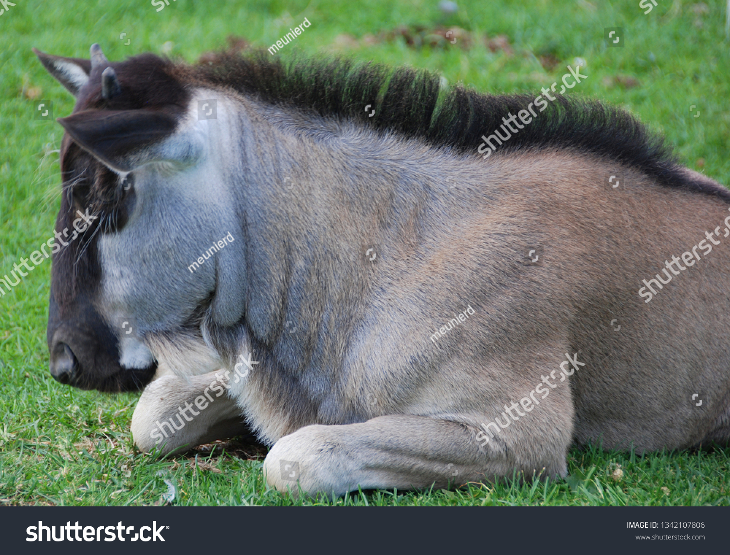 The wildebeest or wildebai, also called the gnu is an antelope of the genus Connochaetes. It is a hooved (ungulate) mammal. #1342107806