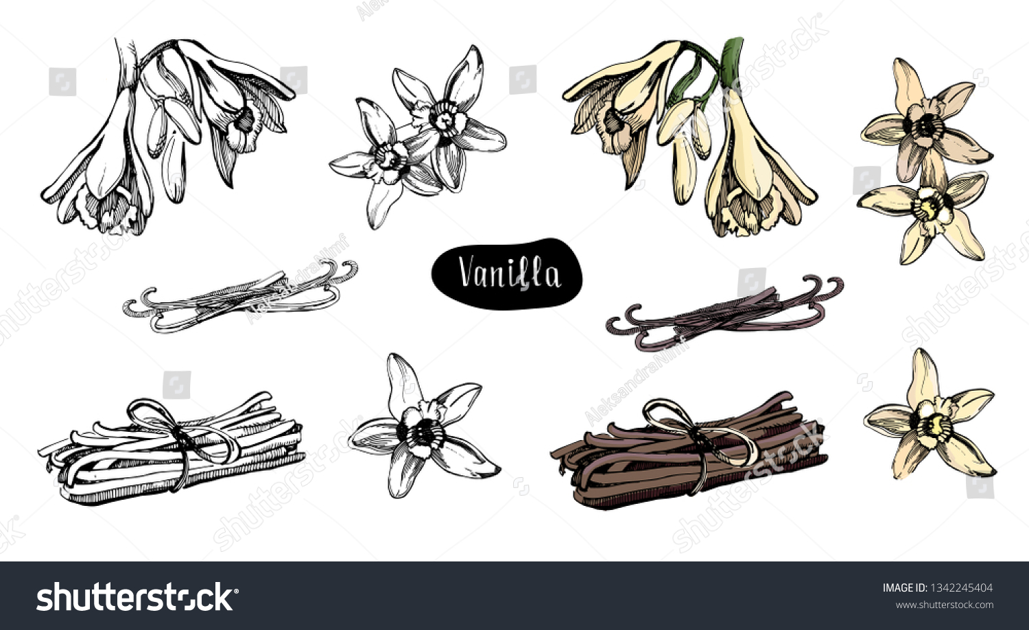 Vanilla flower isolated on the white background.Collection of vanilla flowers and vanilla sticks.Sketch illustration, colorful and black version. #1342245404