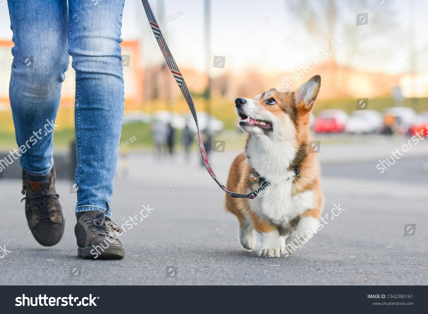 Welsh corgi pembroke dog walking nicely on a leash with an owner during a walk in the city #1342380161