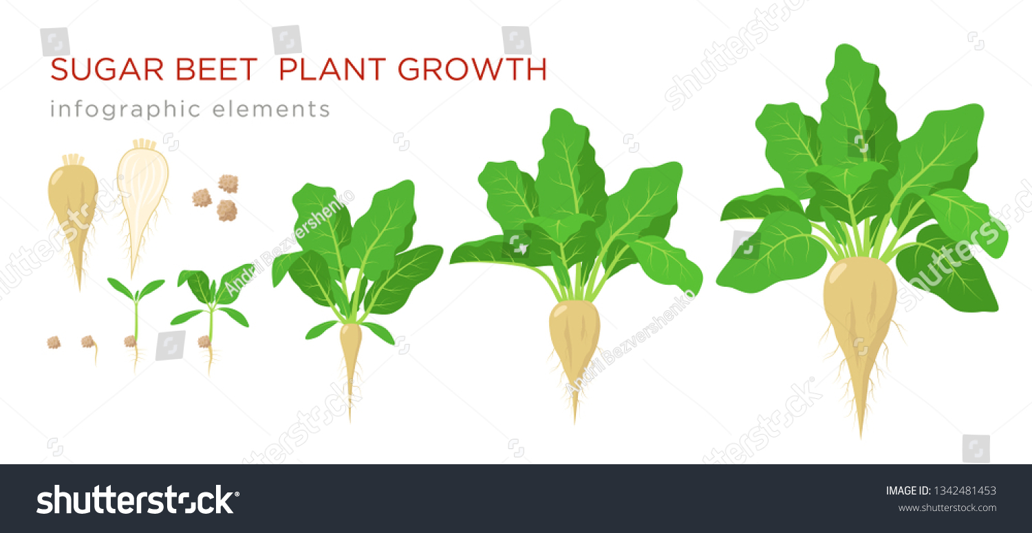 Sugar beet plant growth stages infographic elements. Growing process of sugar beet from seeds, sprout to mature plant with ripe fruit and roots, vector illustration isolated on white background. #1342481453